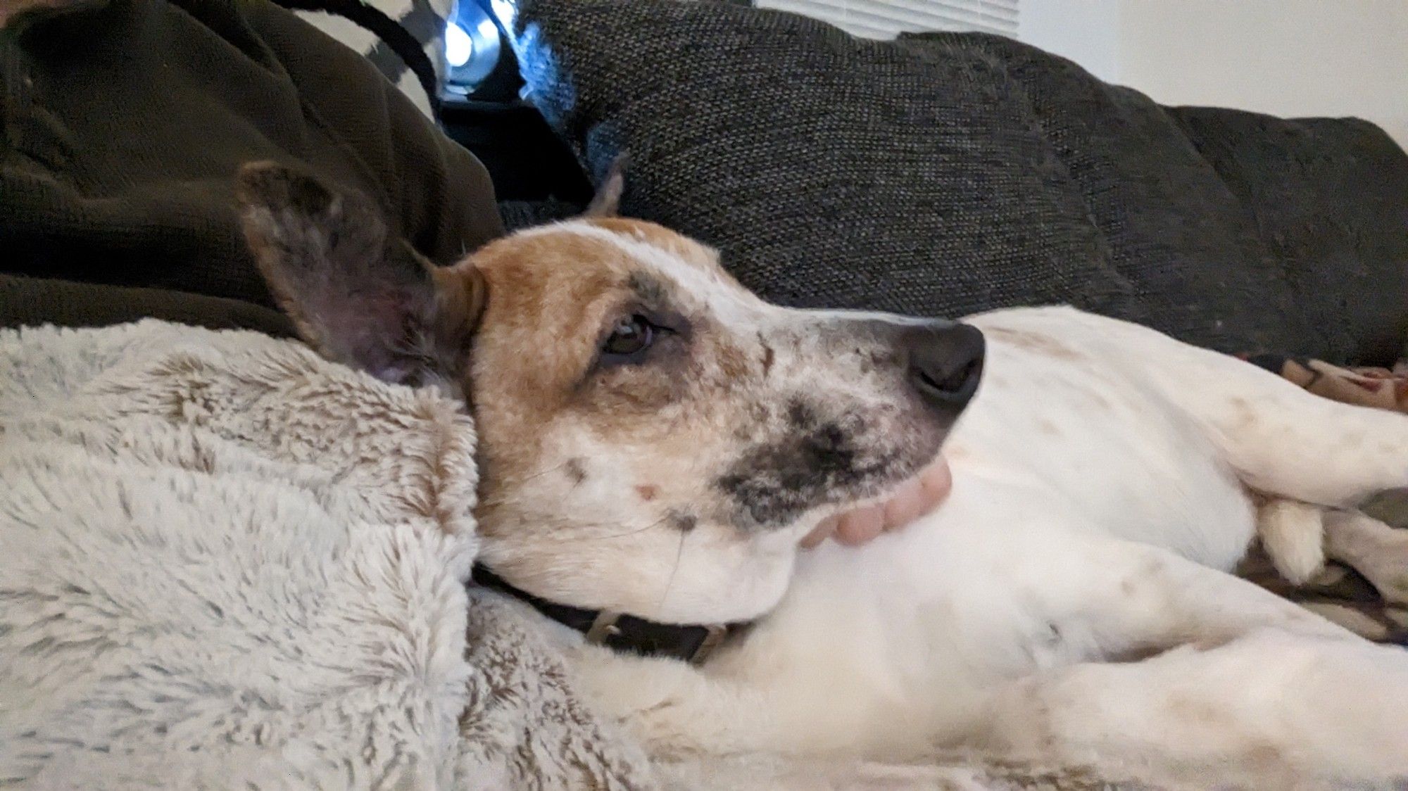 Waffles, an Australian Cattle Dog mix,lying on a couch. I have lazy dogs