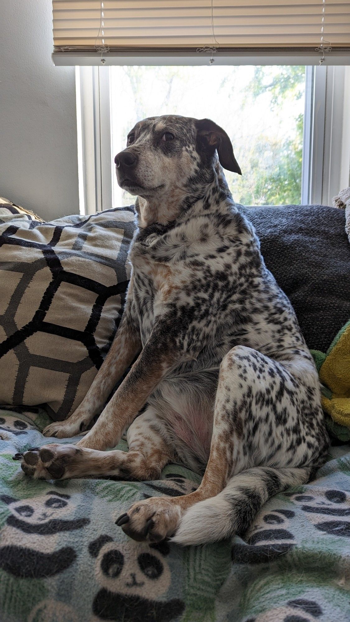 Tali, an Australian Cattle Dog mix, reclines majestically on a blanket with little pandas in it atop a couch