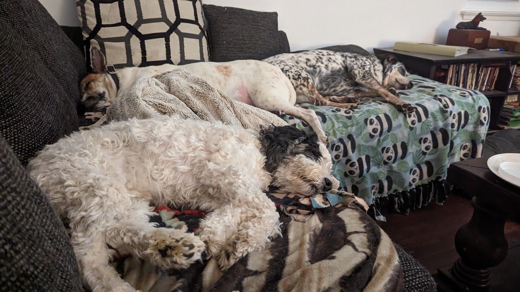 Three dogs sleeping on a couch. Spaniel Day Lewis, a cockapoo that resembles Snoopy, is in the foreground. Behind him two Australian Cattle Dog mixes, Tali and Waffles, lay with their butts together