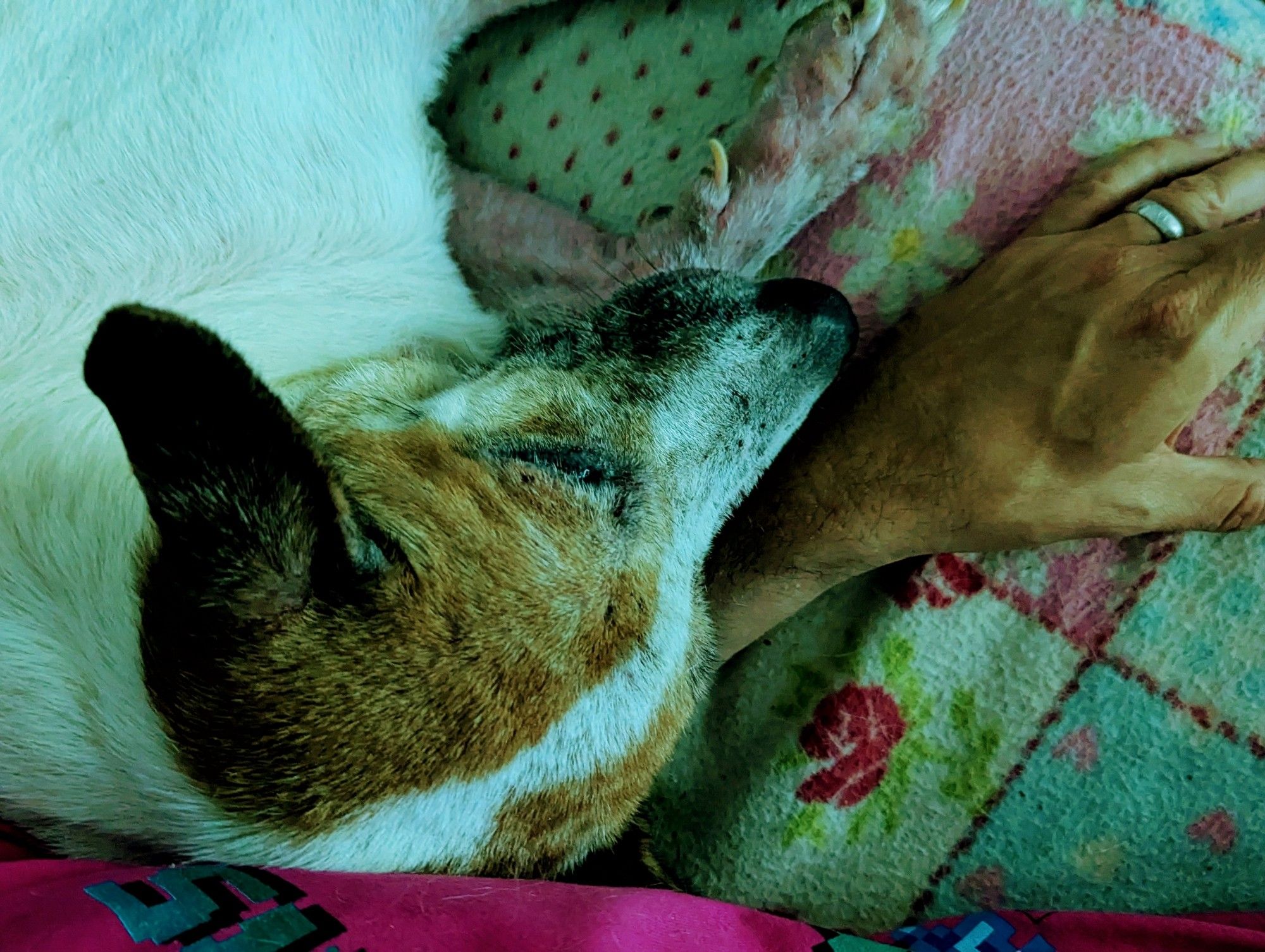 A closeup of the head of the adorable mutt Waffles sleeping on my forearm