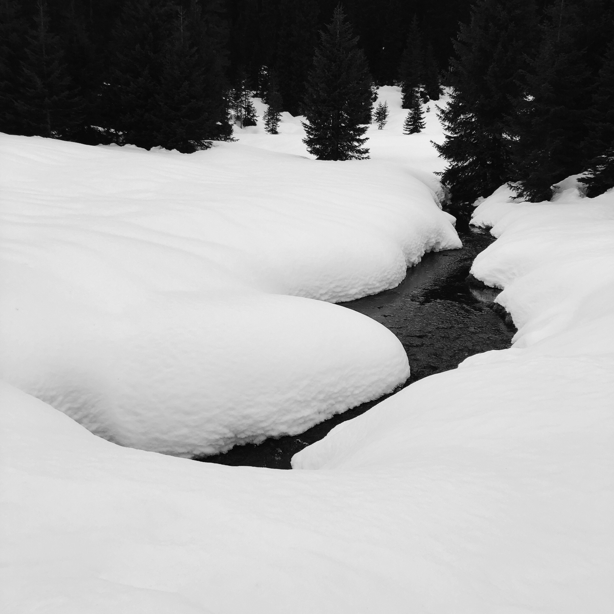 Un ruscello che esce dal bosco e passa tra la neve alta