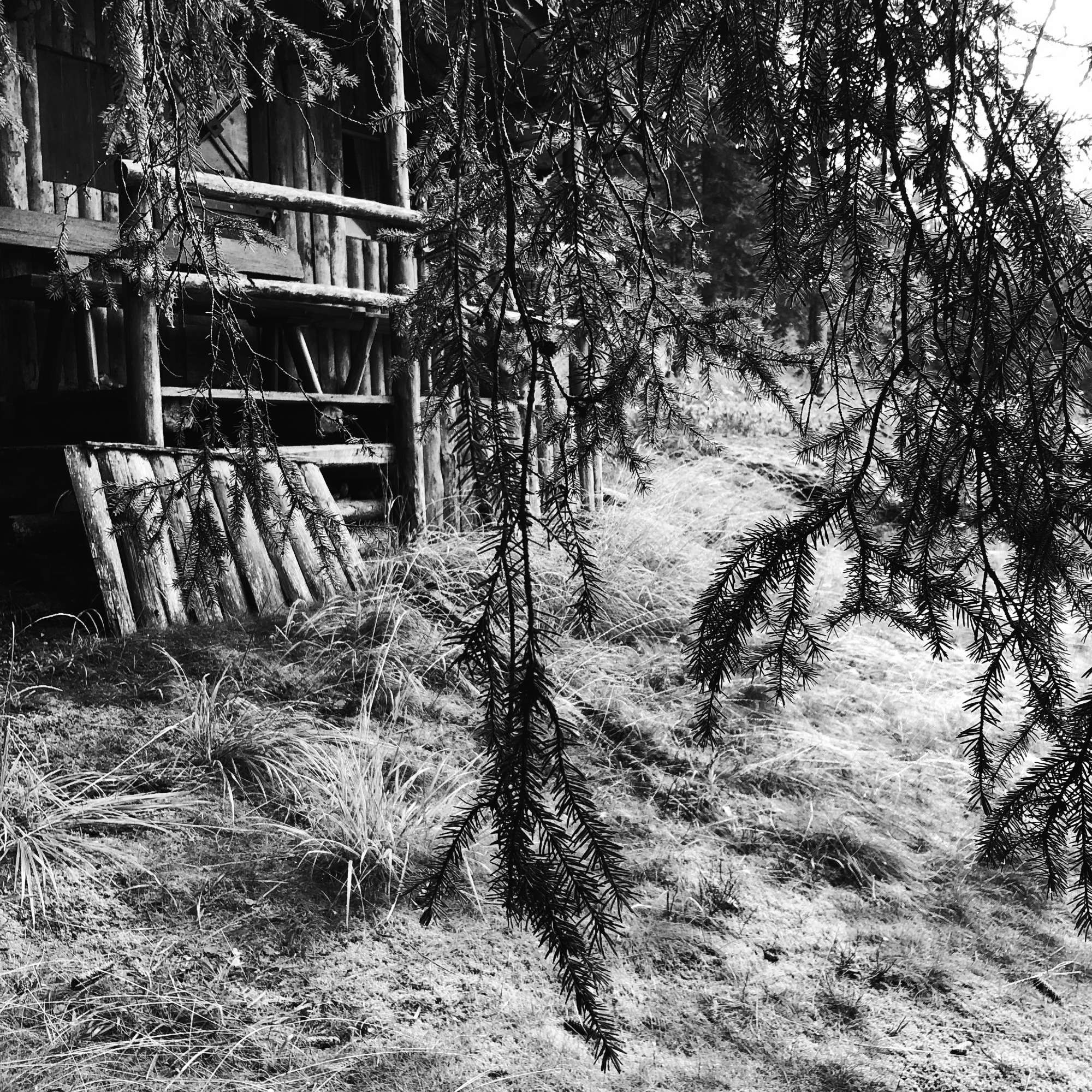 Una piccola casetta in legno nel bosco