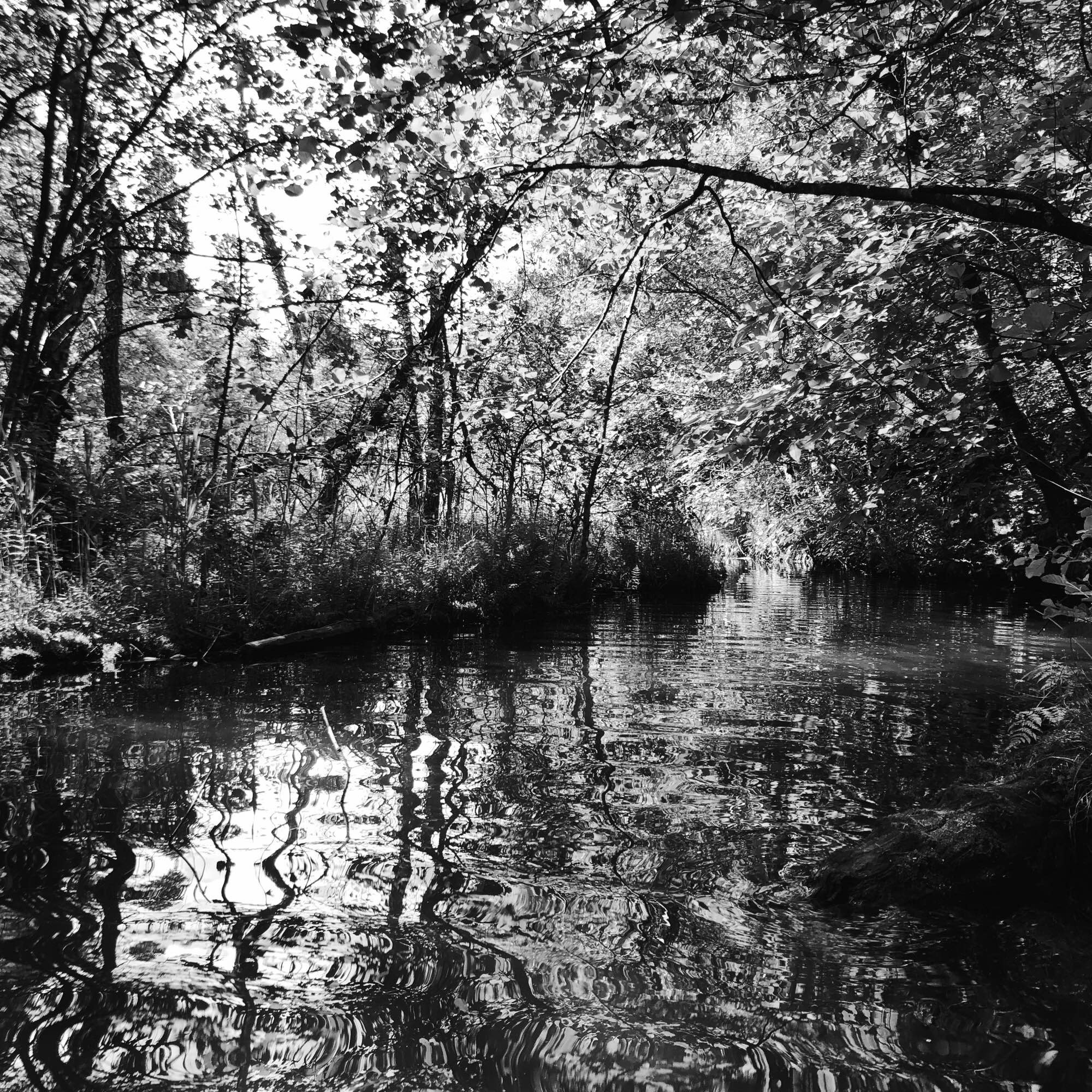 L’acqua del lago montano circondato dagli alberi con in’isola che naviga in acqua