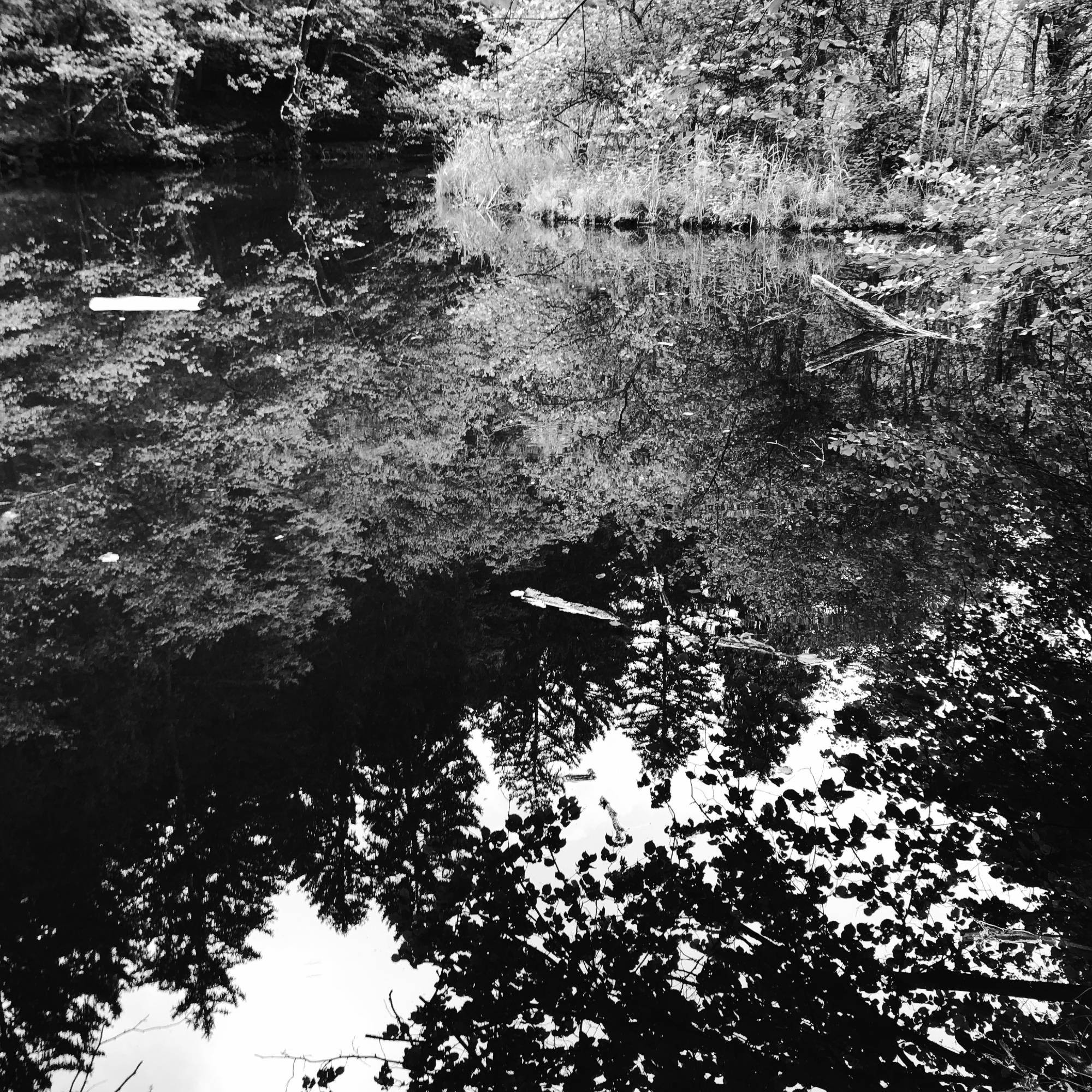 L'acqua del lago e un'isola galleggiante