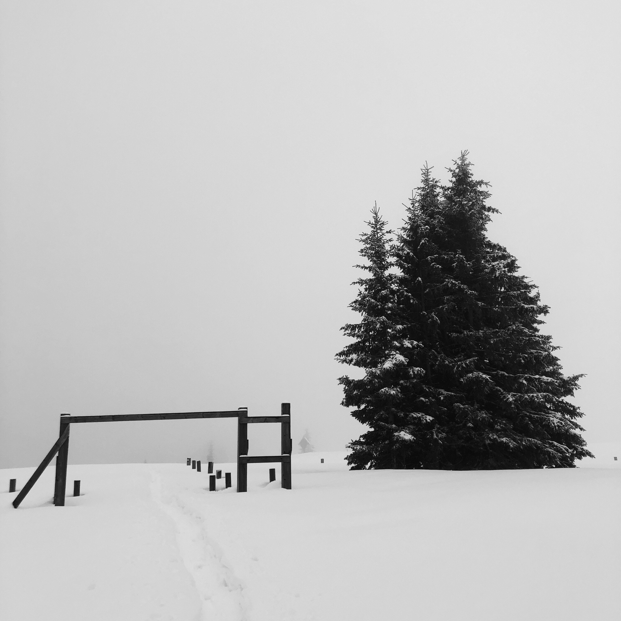 Tutto intorno nebbia e neve. Un sentiero battuto nella neve, un albero e le punte dei pali dello steccato