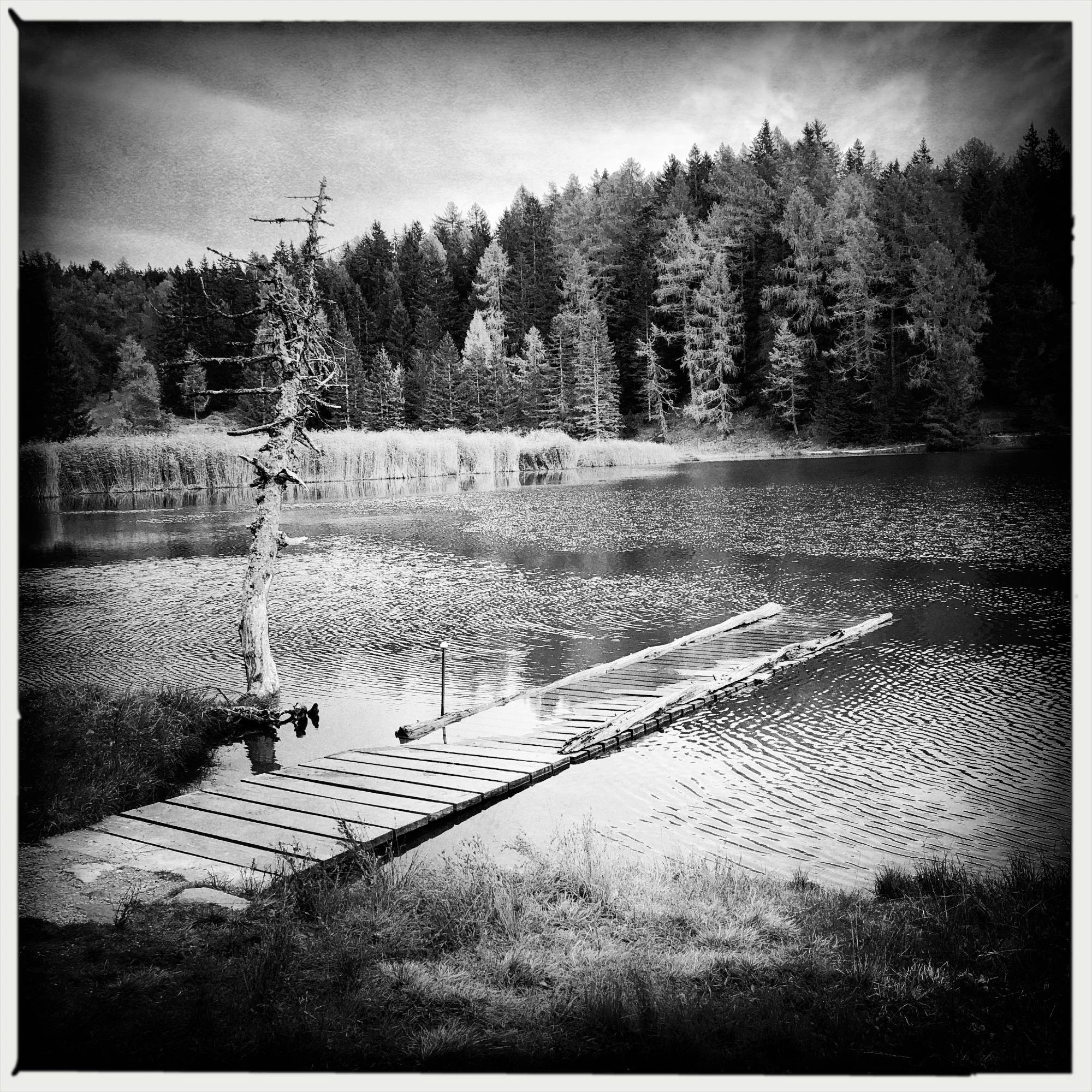 Un lago alpino con un albero spoglio ed un pontile