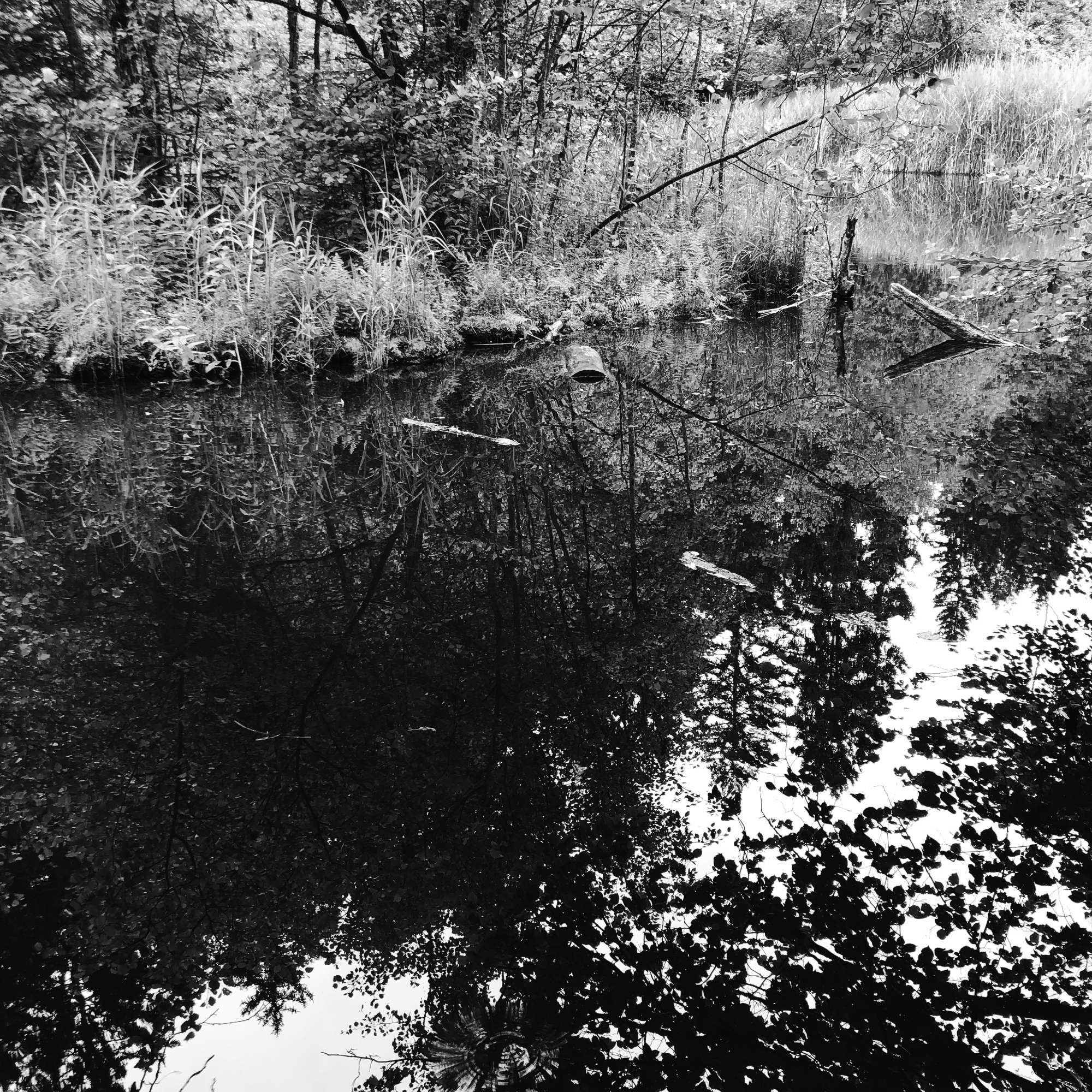 L'acqua del lago e un'isola galleggiante