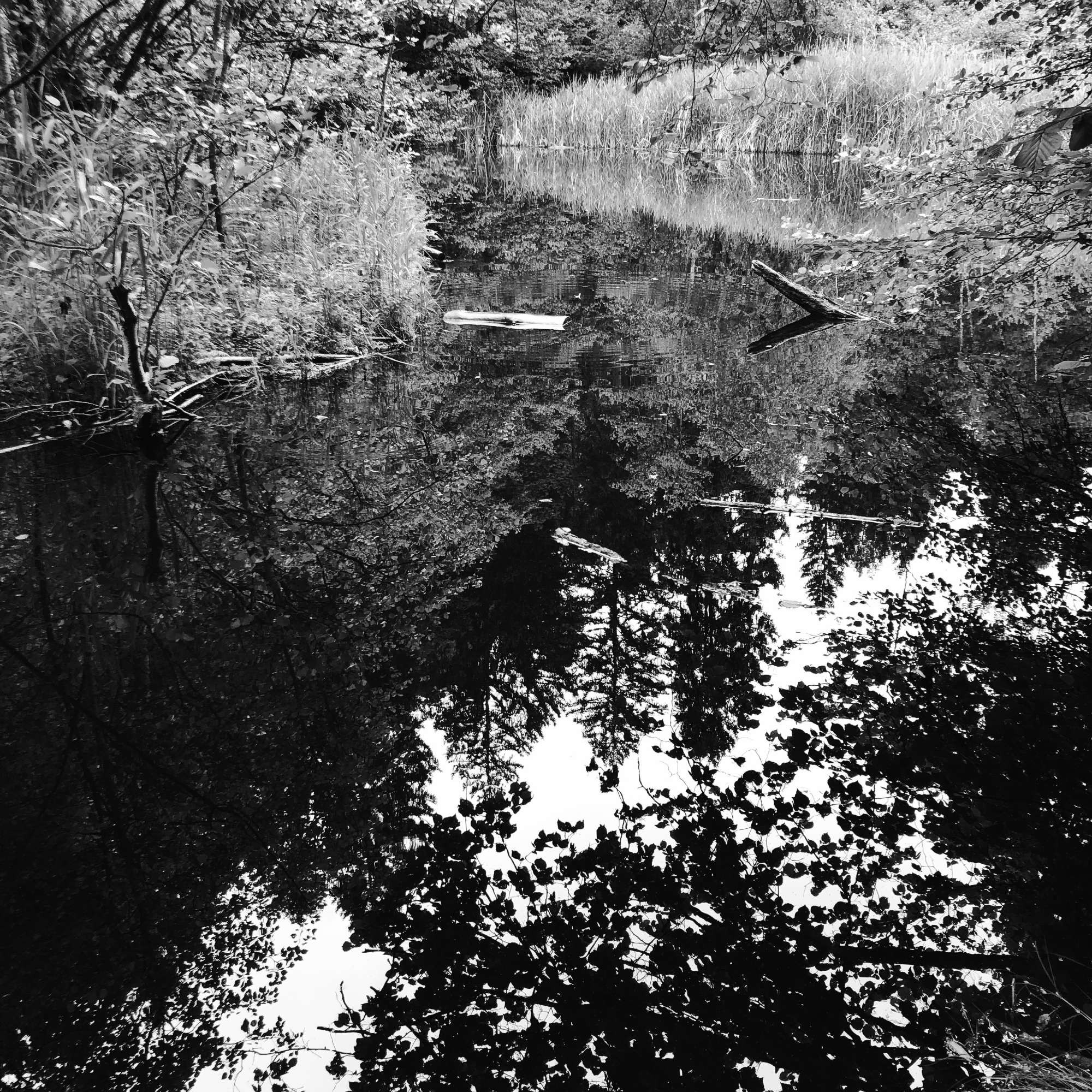 L'acqua del lago e un'isola galleggiante