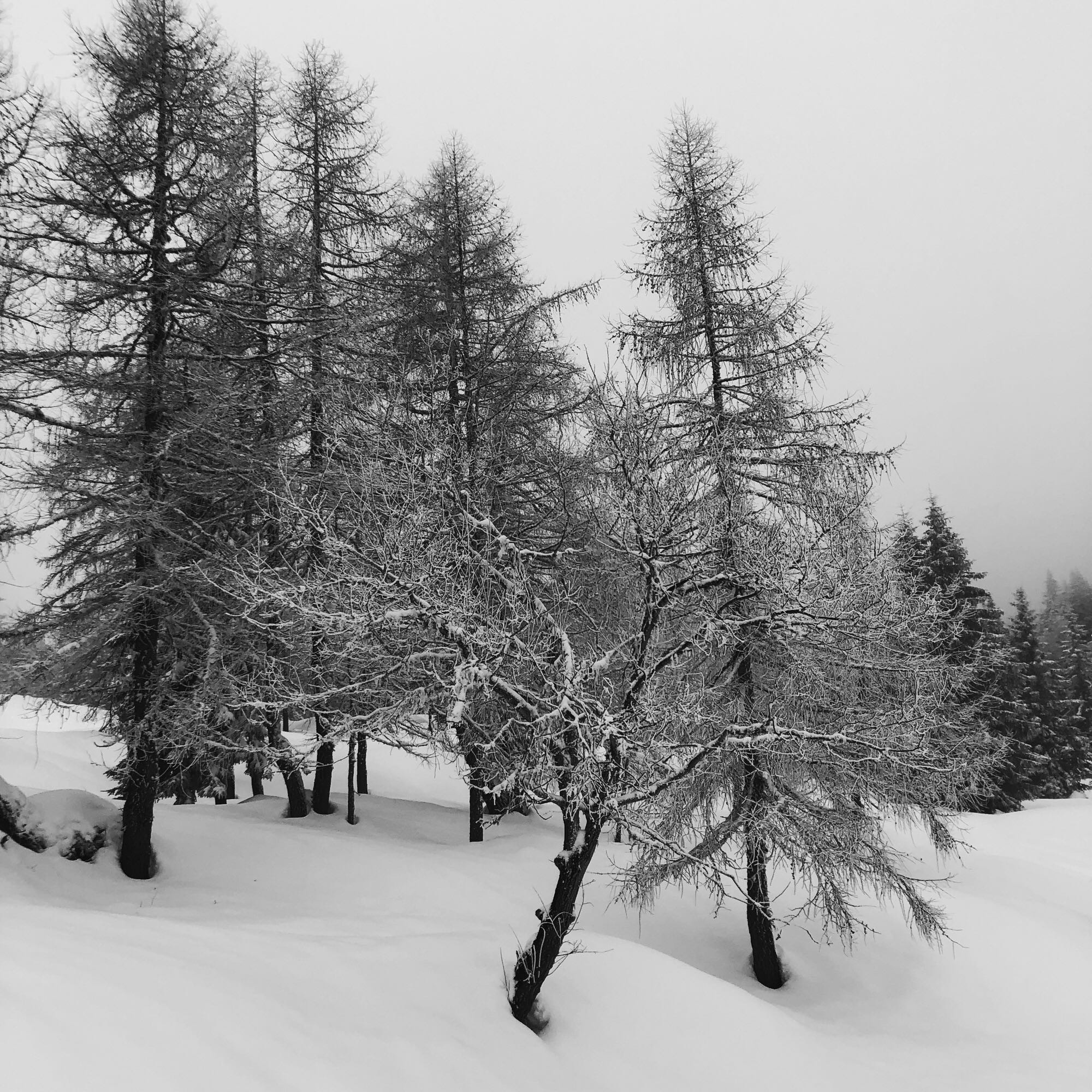 Un paesaggio montano innevato con gli alberi bianchi