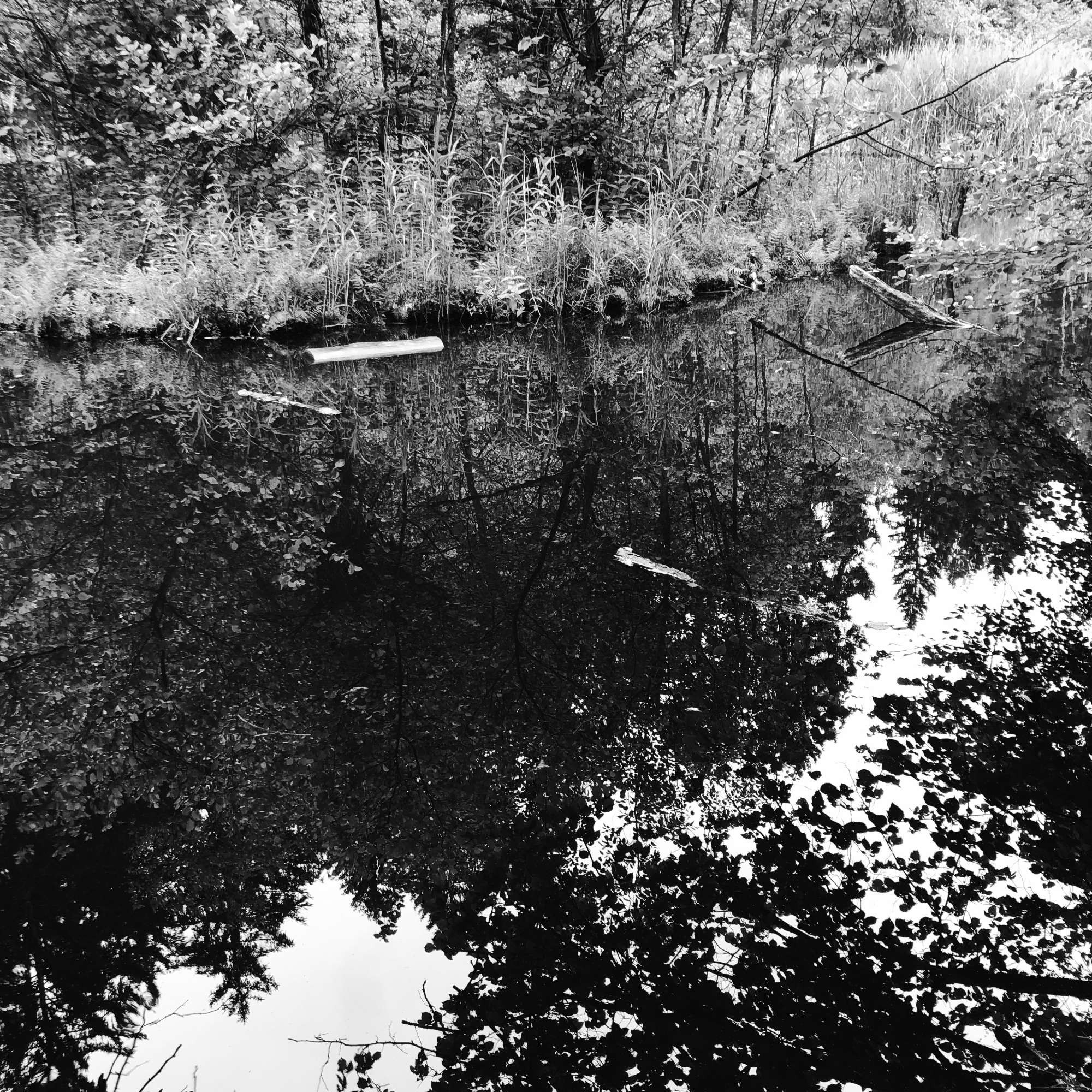 L'acqua del lago e un'isola galleggiante