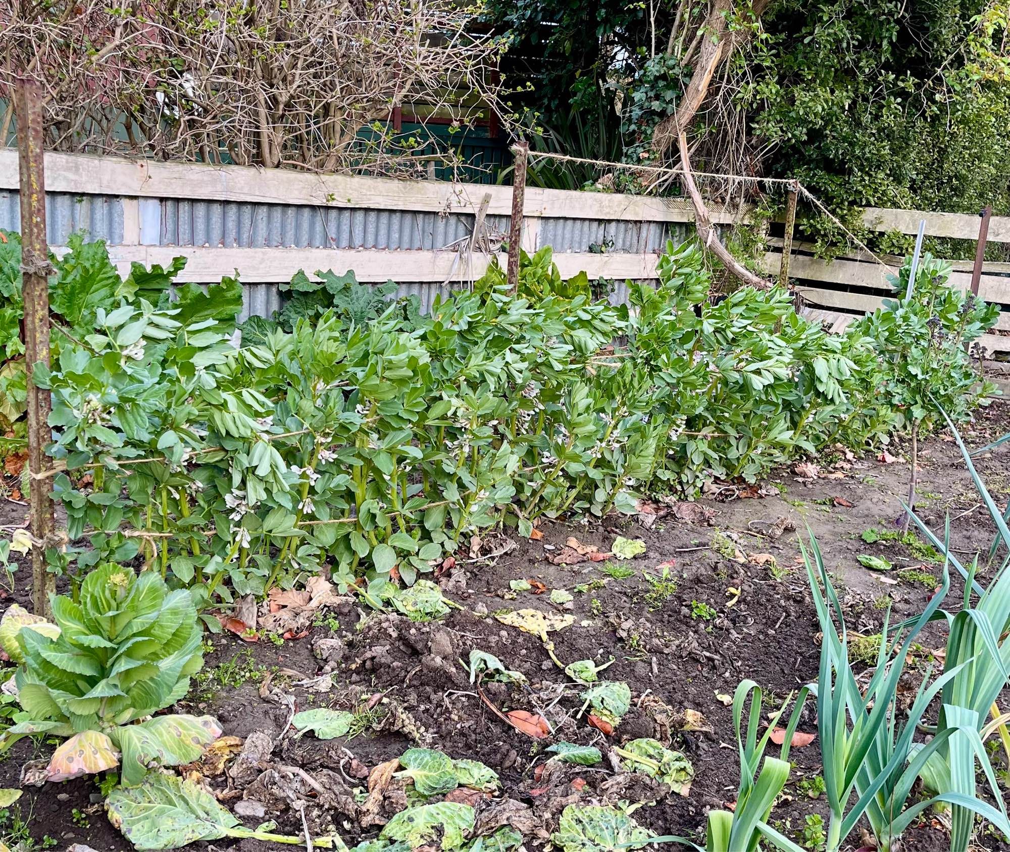 Broad beans looking listless after a minus 1 morning.