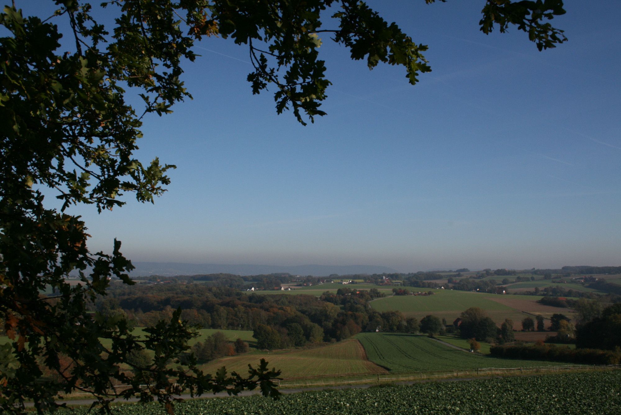 Blick auf ein leicht wellige Landschaft im Frühherbst, halb eingerahmt von den Zweigen einer Eiche.