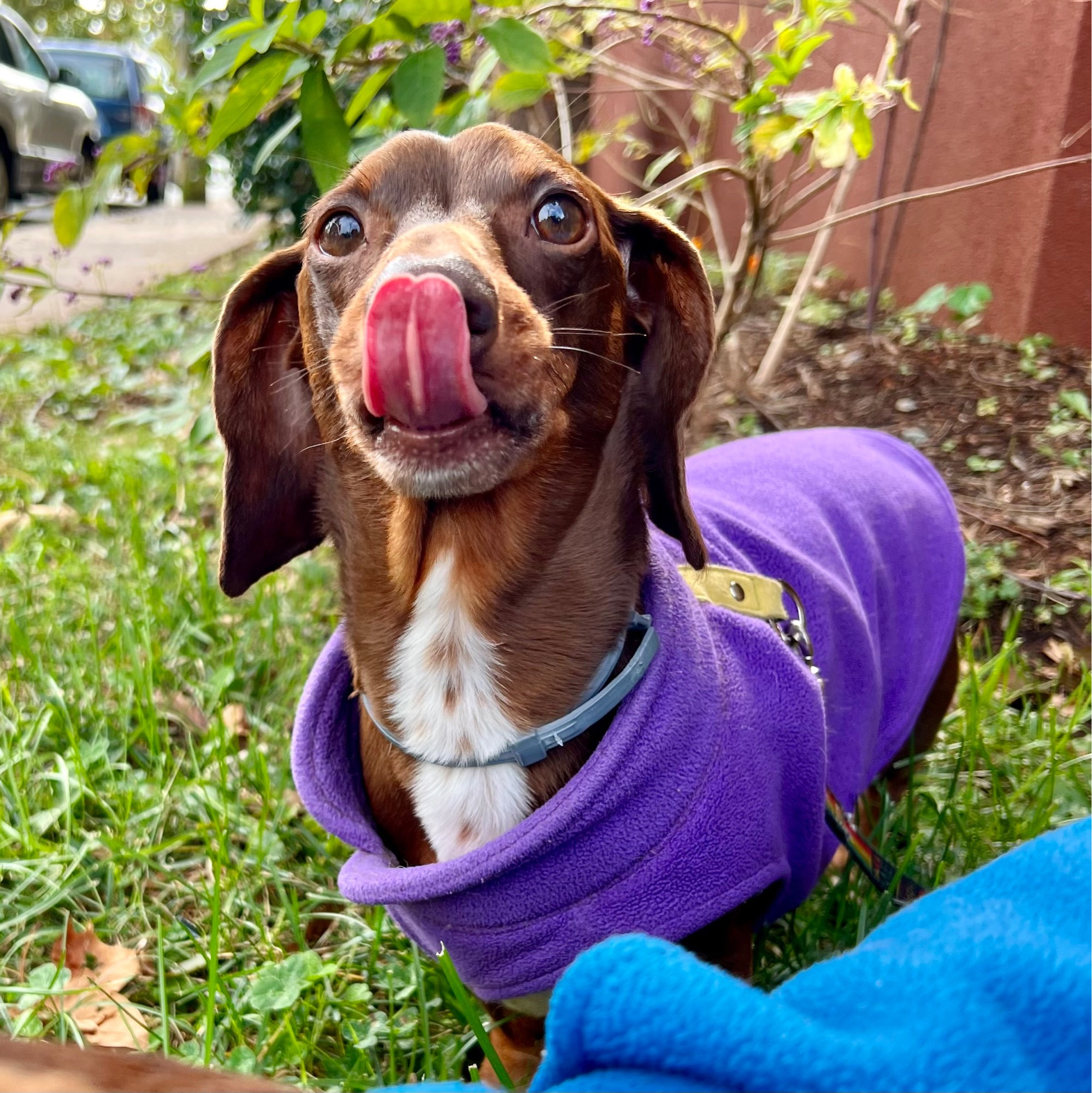 otto, a little brown dog in a purple sweater, is standing outside staring right into the camera with his little pink tongue sticking out, covering up his nose