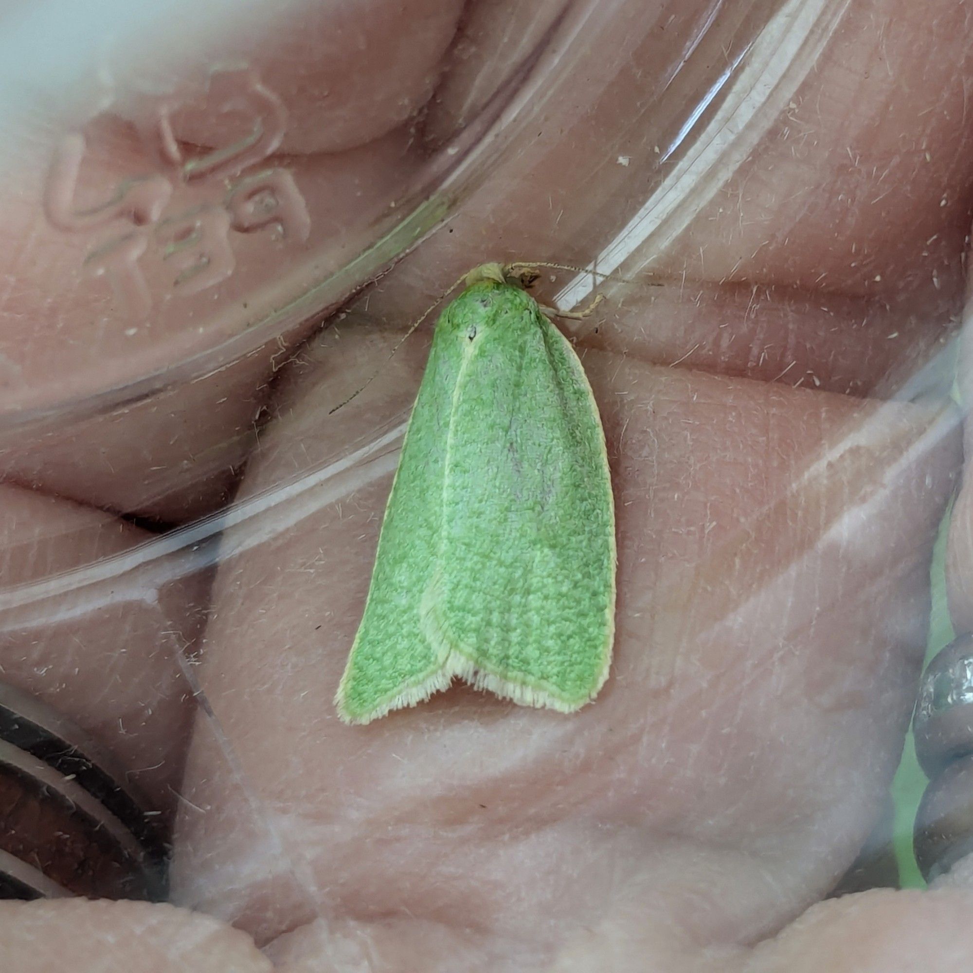 A teeny little bright green moth sitting in a clear jar in my hand. The lid is off, I think it's just chilling because I'm warm. Lovely moth pal, would recommend.