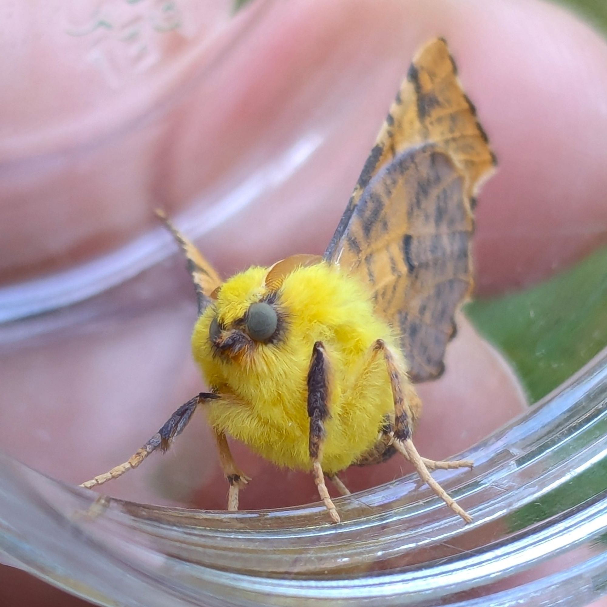 A majestic and very fluffy moth standing in a clear jar on my hand. Its body is bright yellow and fuzzy like a plushie toy. It's wings are yellowish orange and patterned to mimic fallen leaves. Beautiful moth, very nice work.