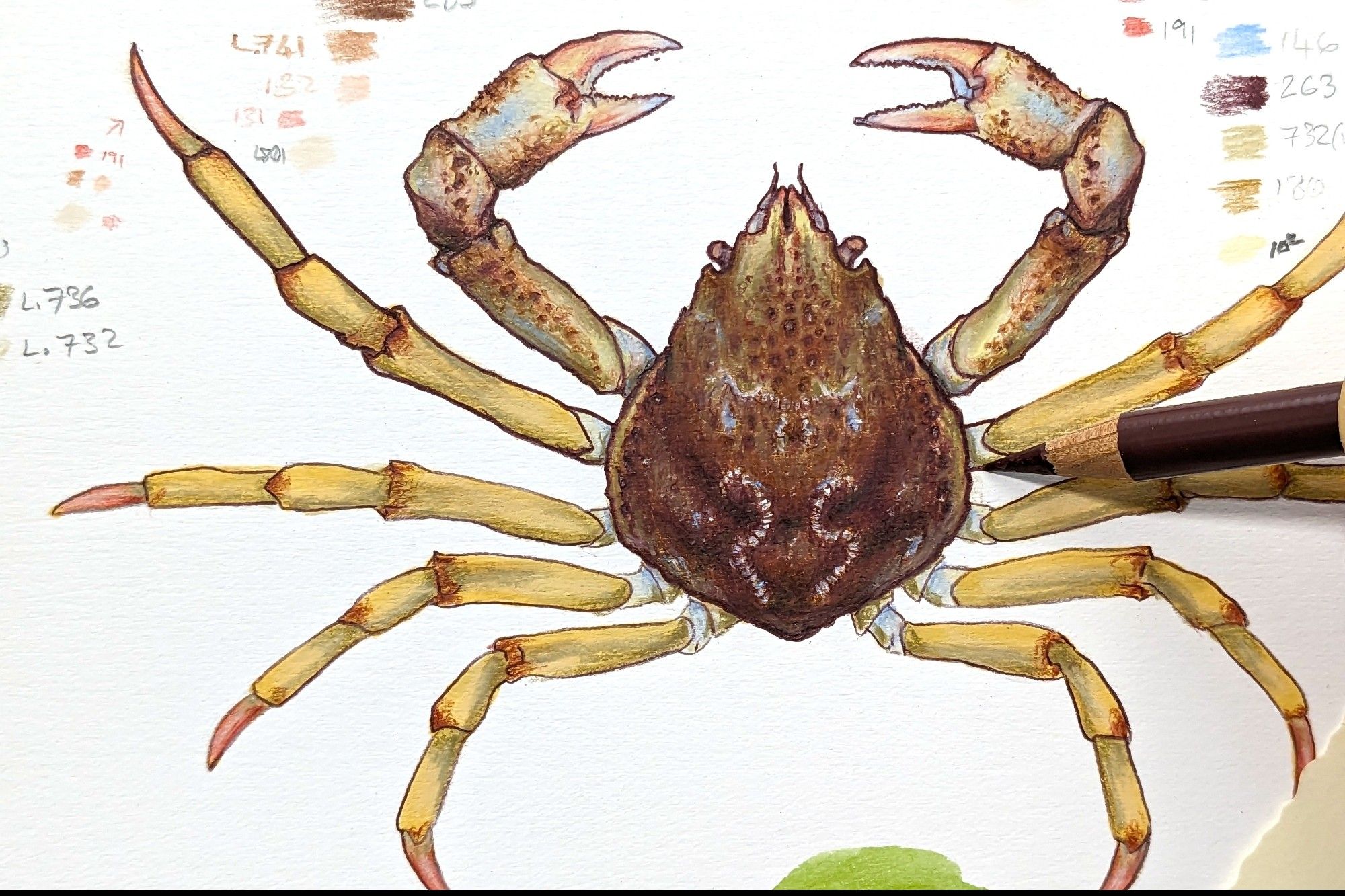 A delightful lyre crab being sketched in colour pencil over ink and watercolour. It has a characteristic tear-shaped body, a front pair of pinchy legs, and four pairs of gangly pointy legs. It's based on the very fine crab that is the Atlantic lyre crab. A+ crab.