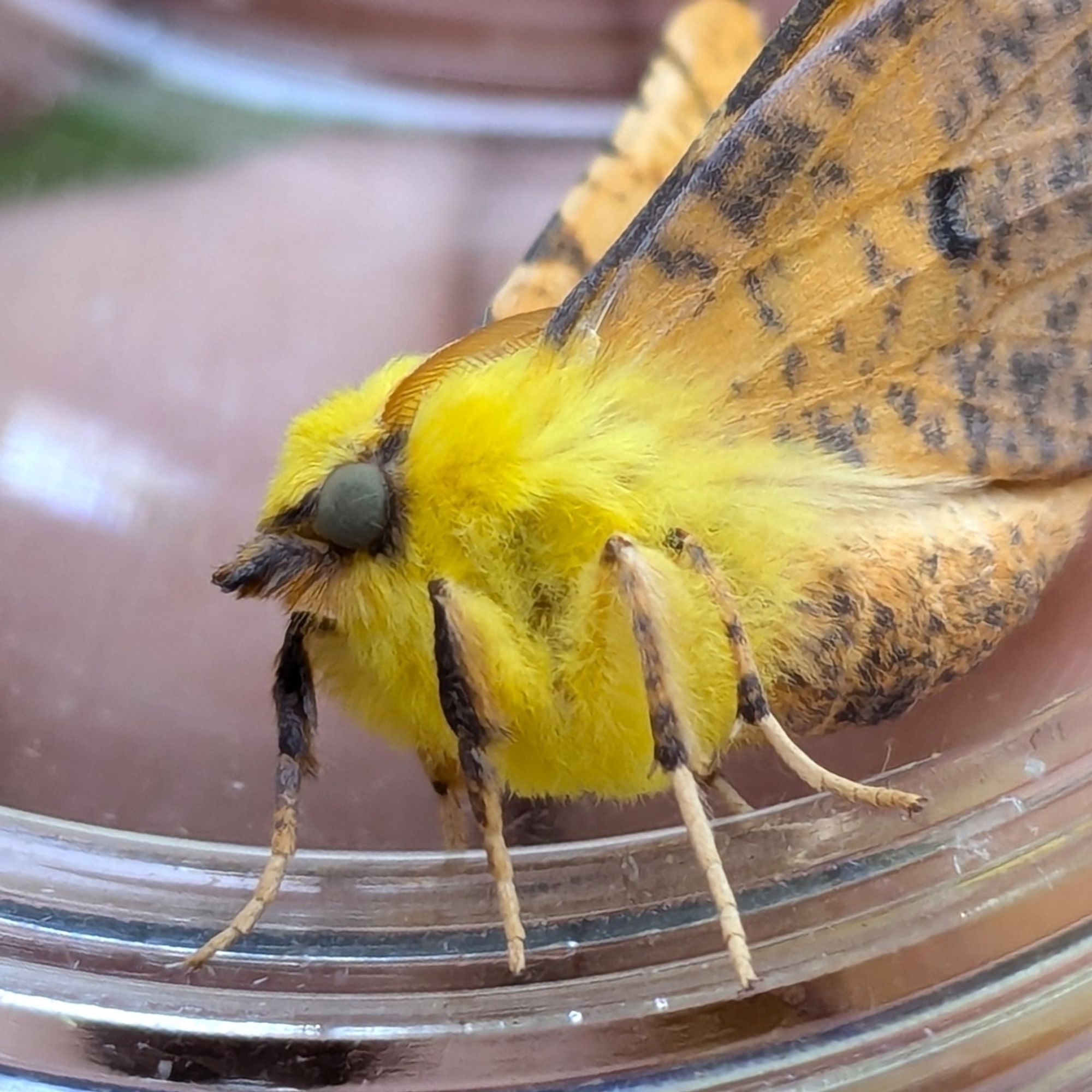 A close up on the majestic yellow moth so you can tell how fluffy its body is. Its very, very, very fluffy. Like an extremely plush plushie. From this alt you can also see it's legs are orange and brown speckled at the top and pale peach towards the feet, like it's wearing fancy shorts. Nice work little moth.