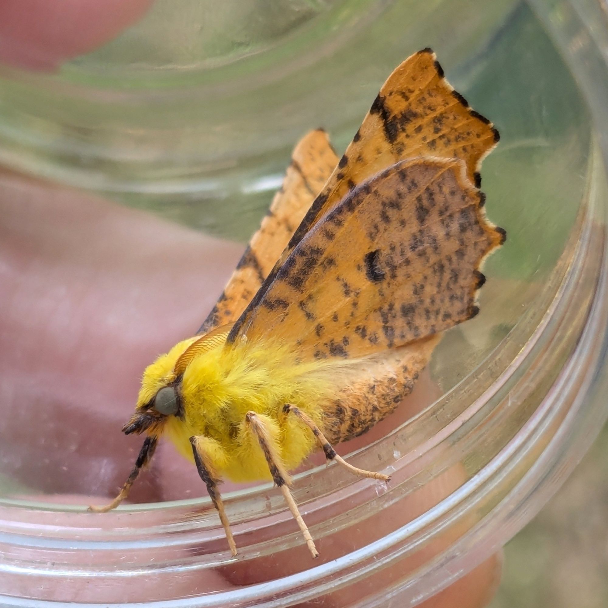 A side view of the extremely stylish and fluffy and majestic yellow moth, with wings held aloft. Those wings are an autumnal shade of orange tan, with dark speckles and crenellated wing edges that make them look like autumn leaves. It's a very good moth friend, 14 out of 10 would recommend.