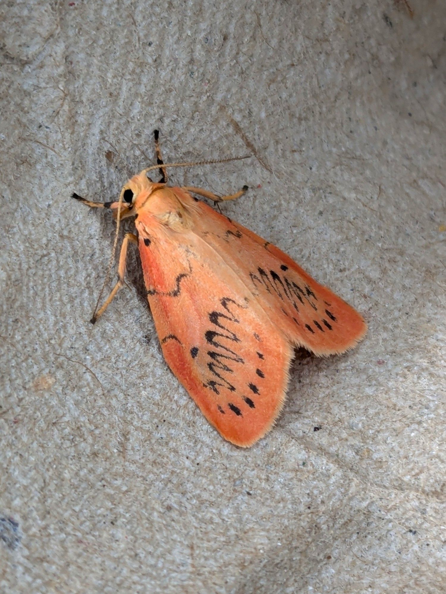 A very fancy bright reddish peach moth with zig zag black lines across its forewings. It's sitting in a grey cardboard egg tray from my moth trap looking delightful. 11 out of 10 good moth.