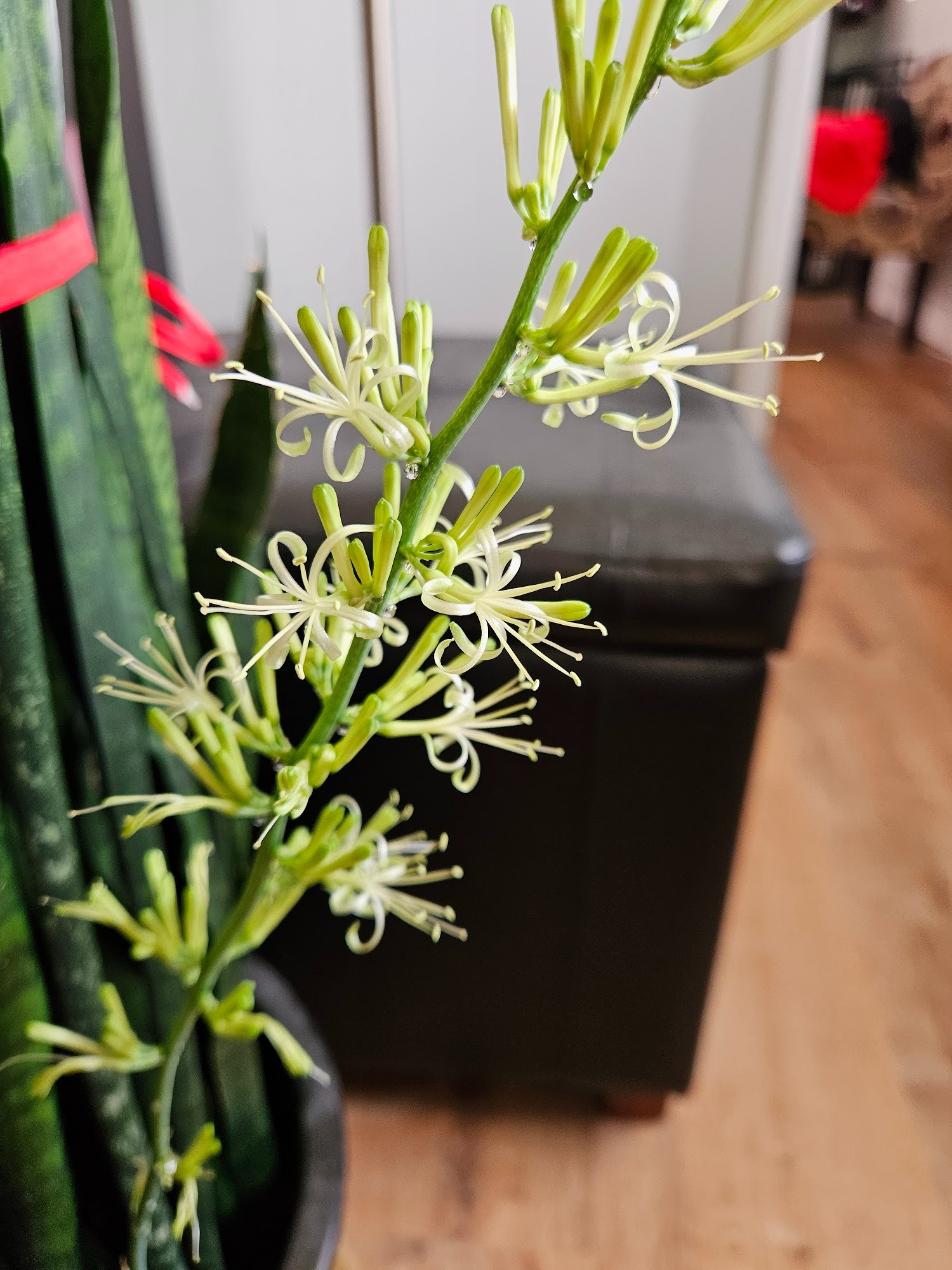 Close-up of the flower stalk. Individual blooms are thin white curled petals with beads of nectar