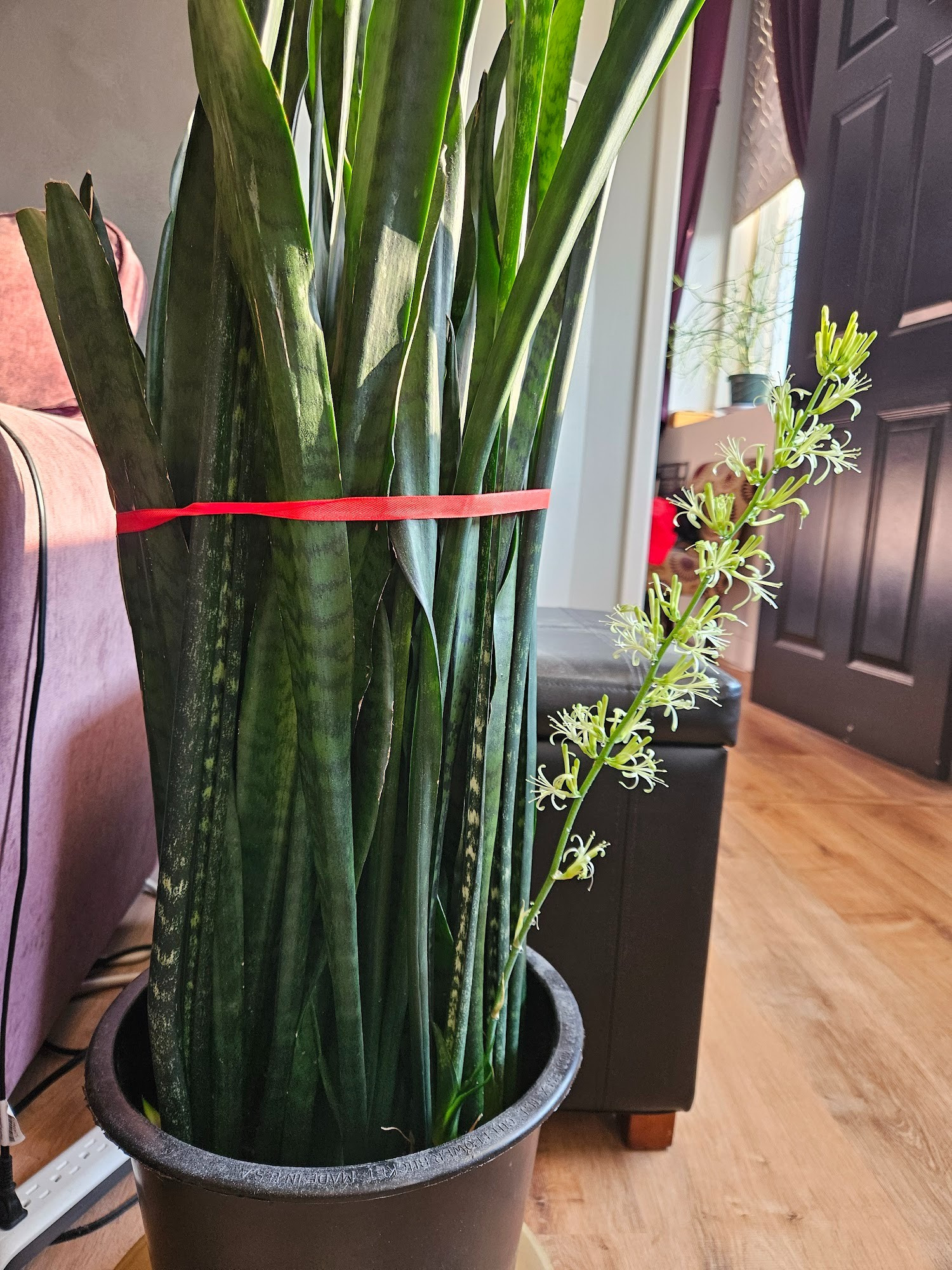 Side-on view of a snake plant that is 2 or 3 feet tall, with a flower stalk growing at an angle from one side