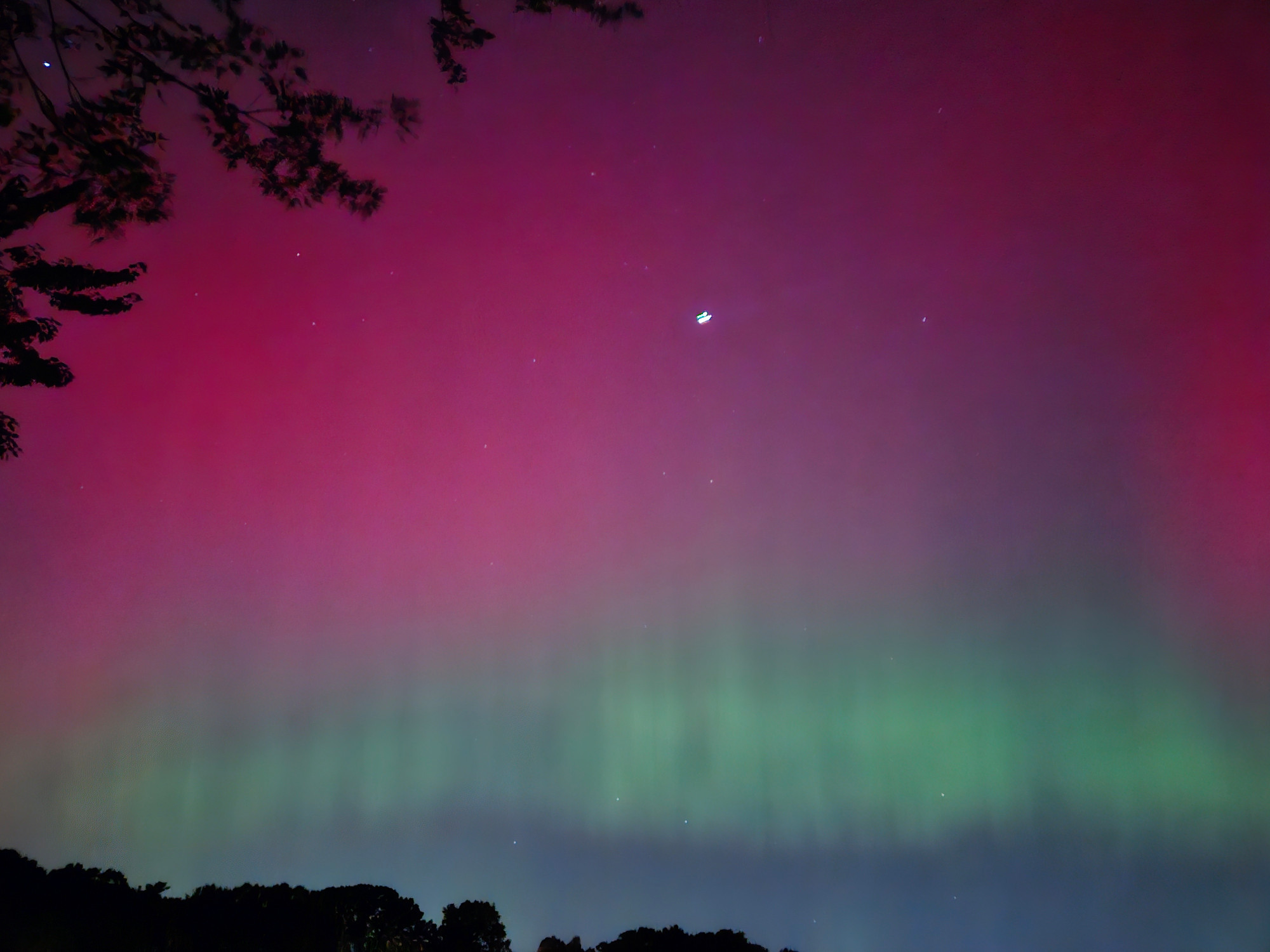 Green on the horizon and pink higher up, with tree branches silhouetted