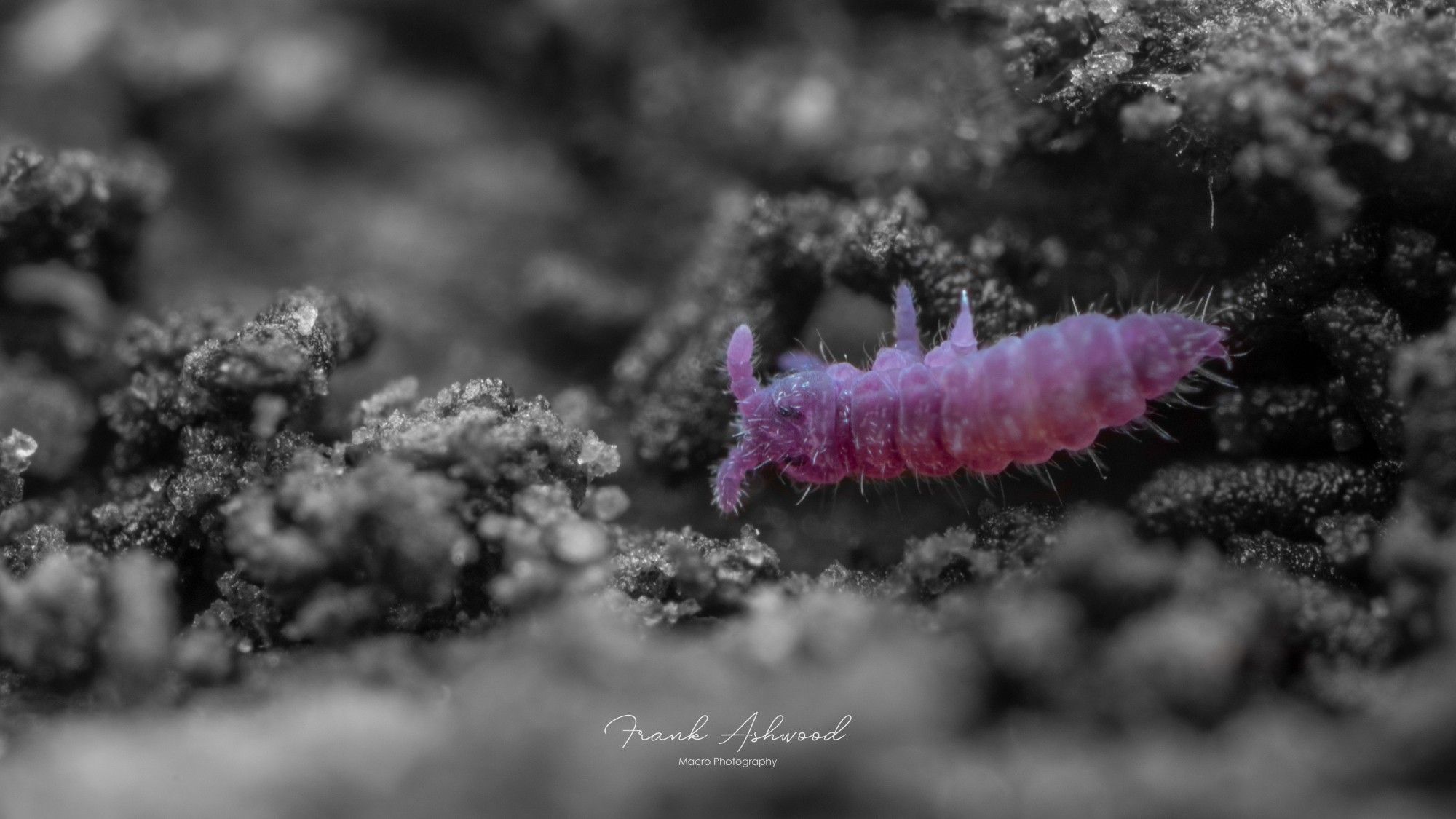 A macrophotograph of a bright pink-purple soft-bodied springtail, set against a monochrome background of a decaying log.