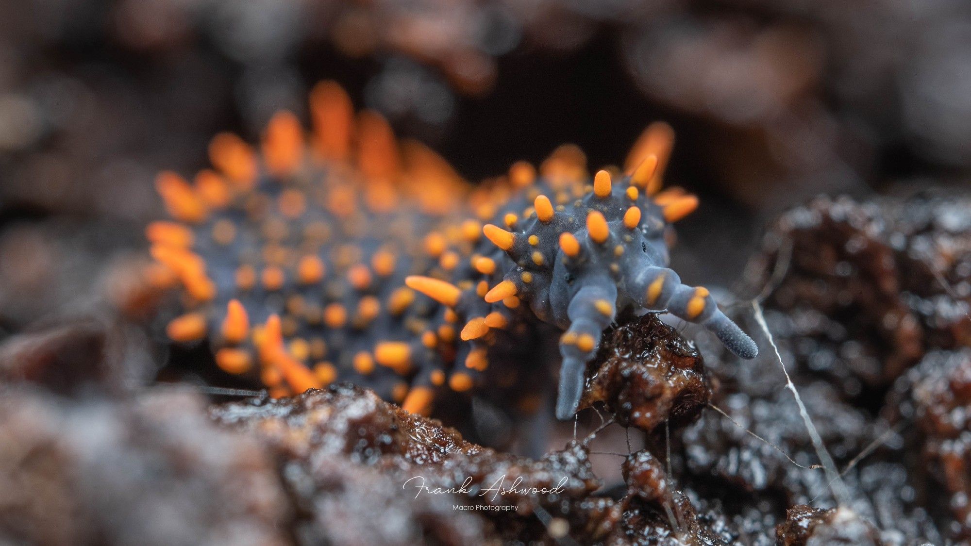 A photograph of a large, soft-bodied springtail covered in rounded orange soft spines.