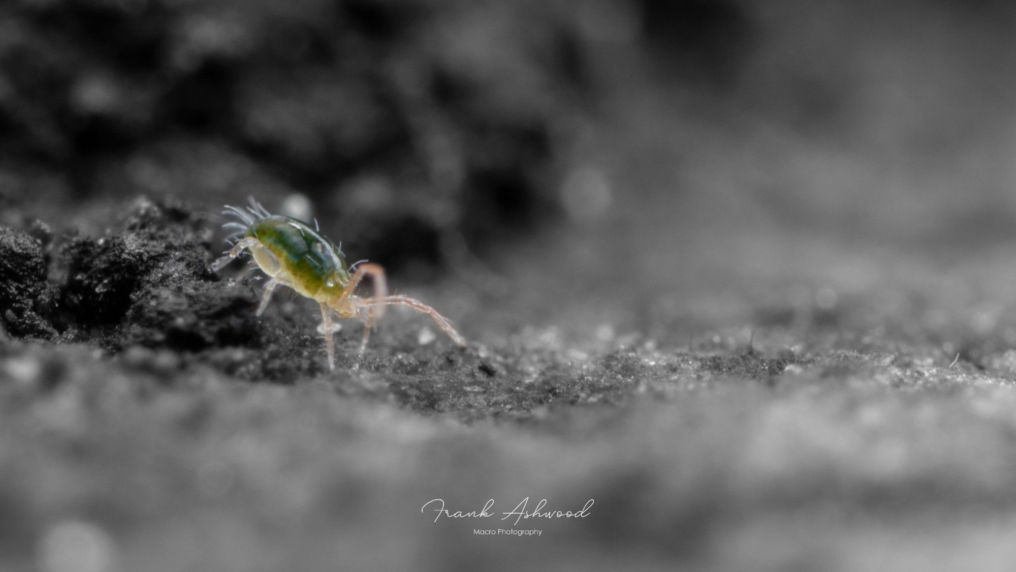 A macrophotograph of a round-bodied green mite with pink legs, set against a monochrome background of a decaying log.