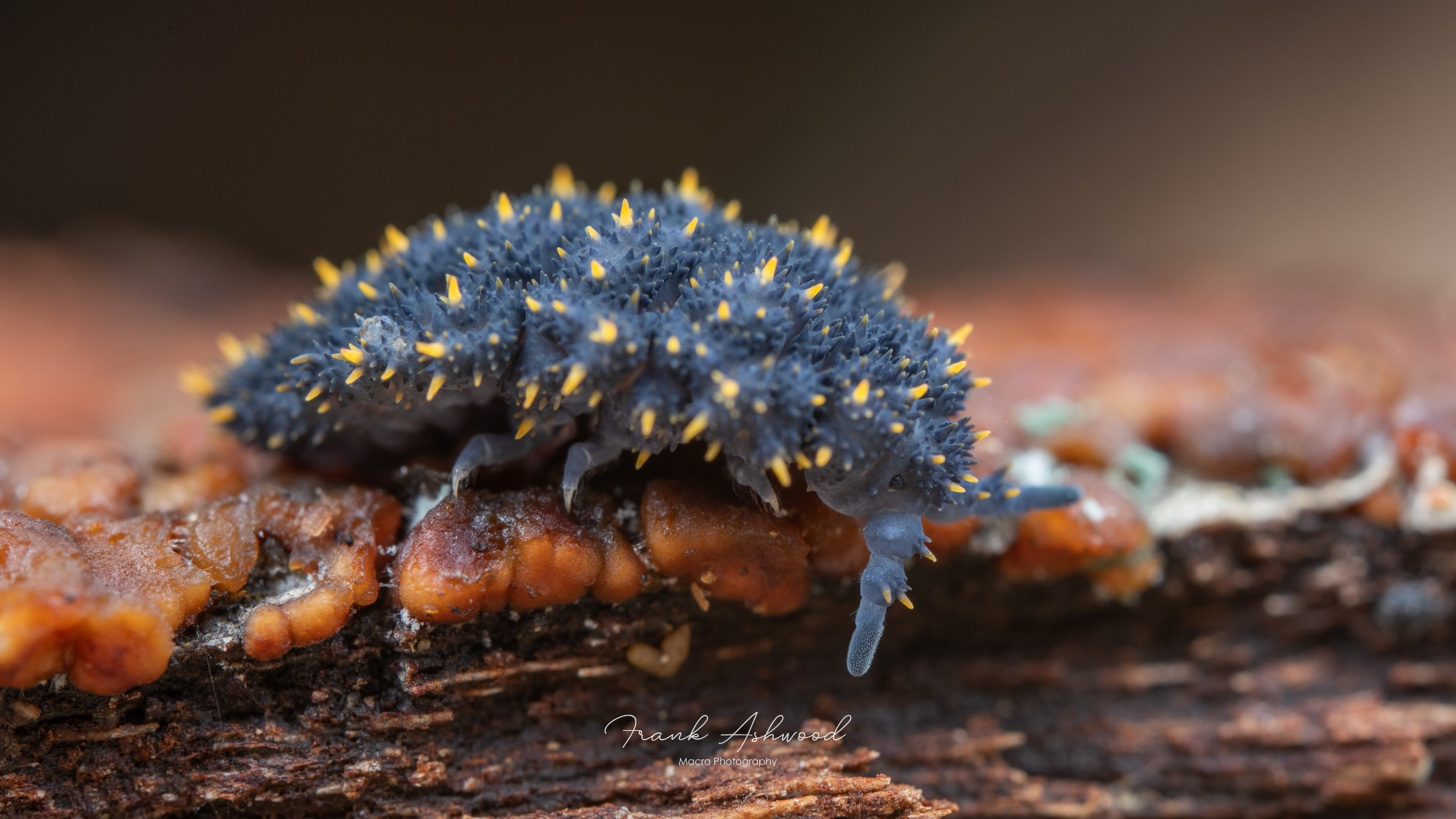 A photograph of a large blue springtail with yellow spines, walking across some decaying wood.