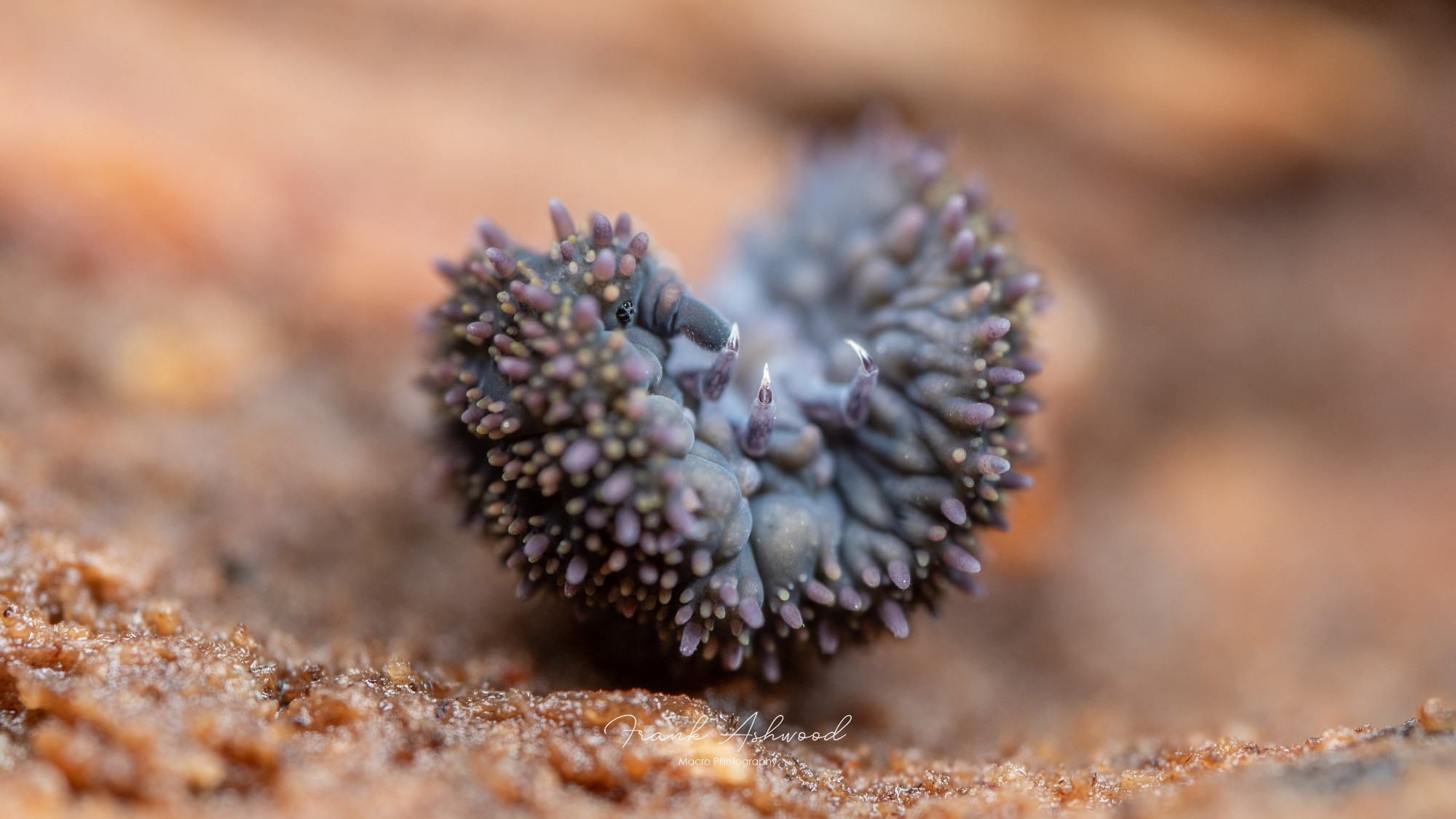 A photograph of a large, blue soft-bodied springtail, covered in purple and yellow spines.