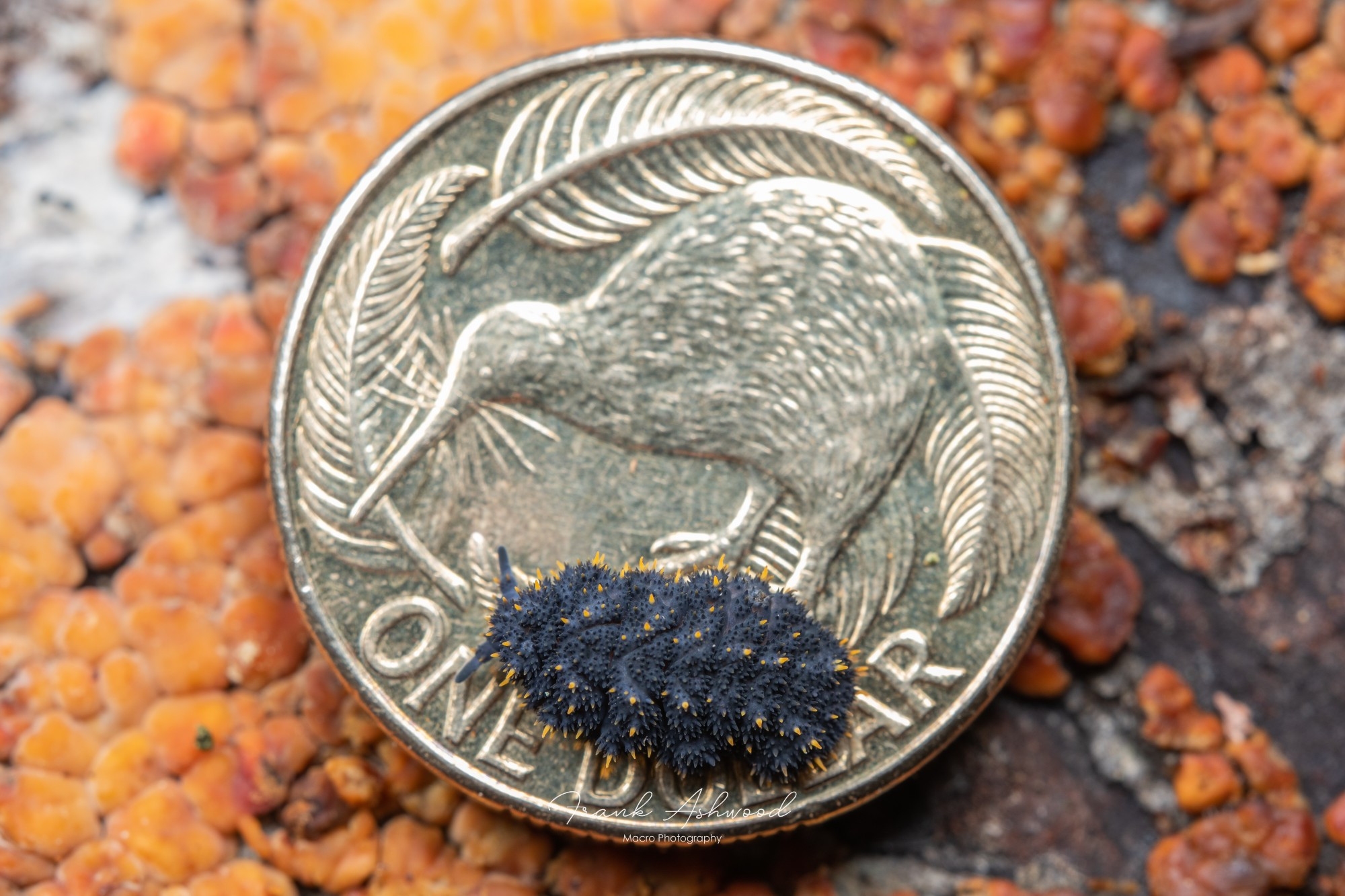 A photograph of a large blue springtail with yellow spines, walking across the kiwi side of a New Zealand dollar coin.