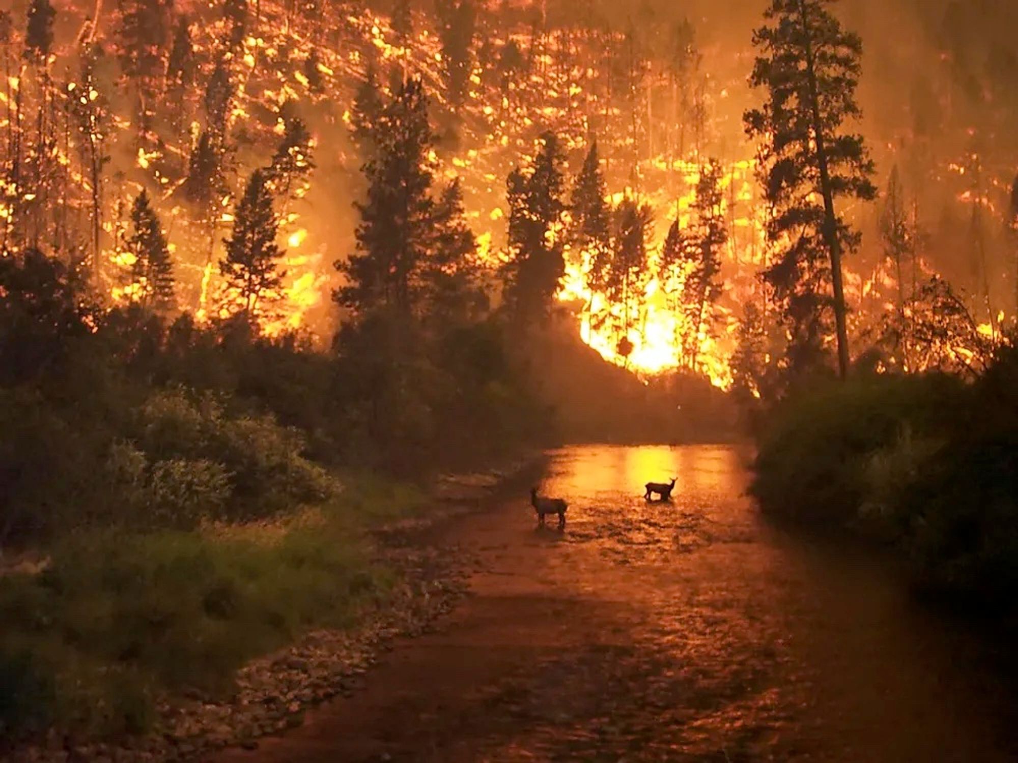 Bitterroot Montana Forest Fire 2000