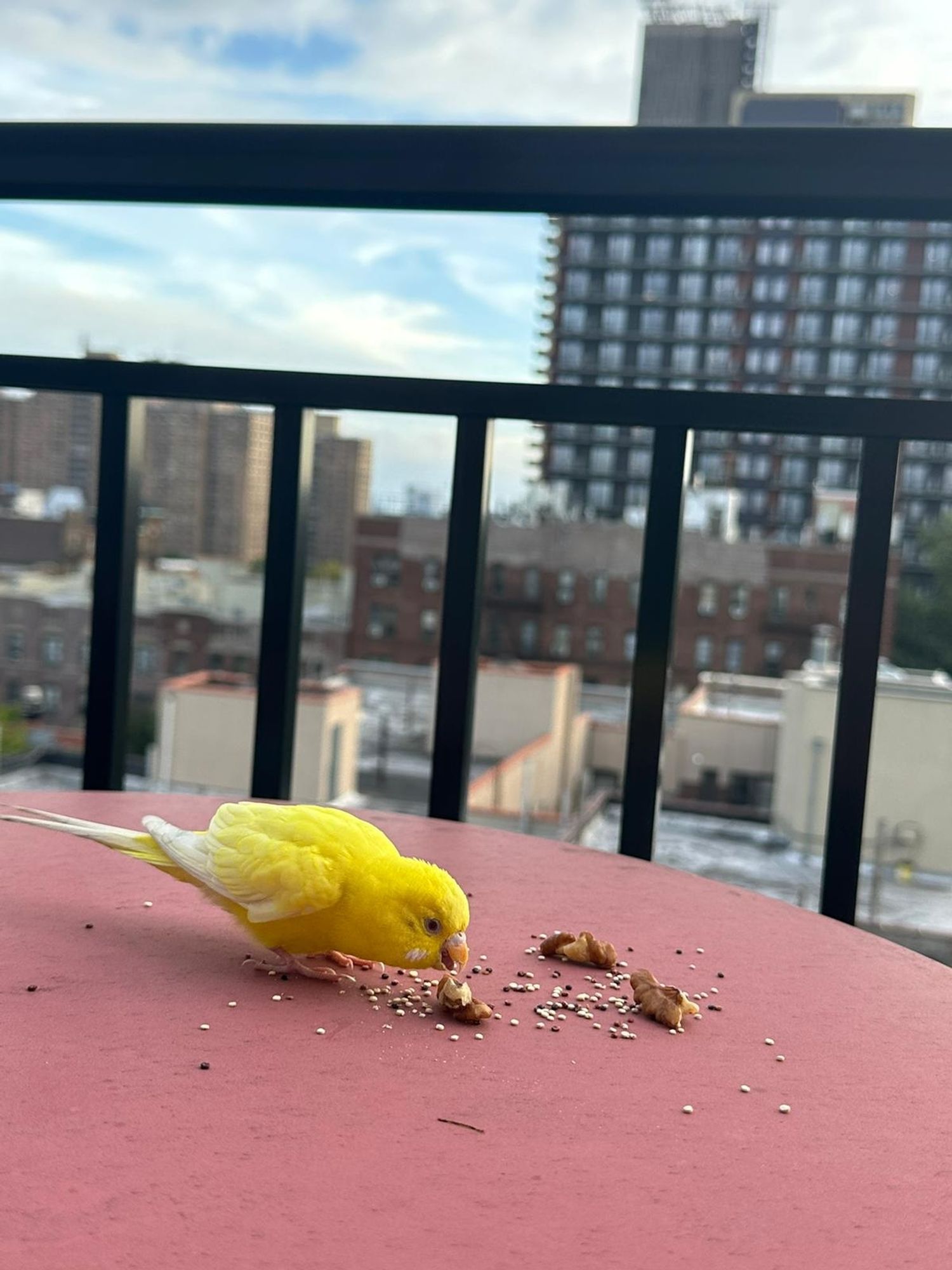 A small yellow bird pecking at seeds on a balcony with apartment buildings in the background