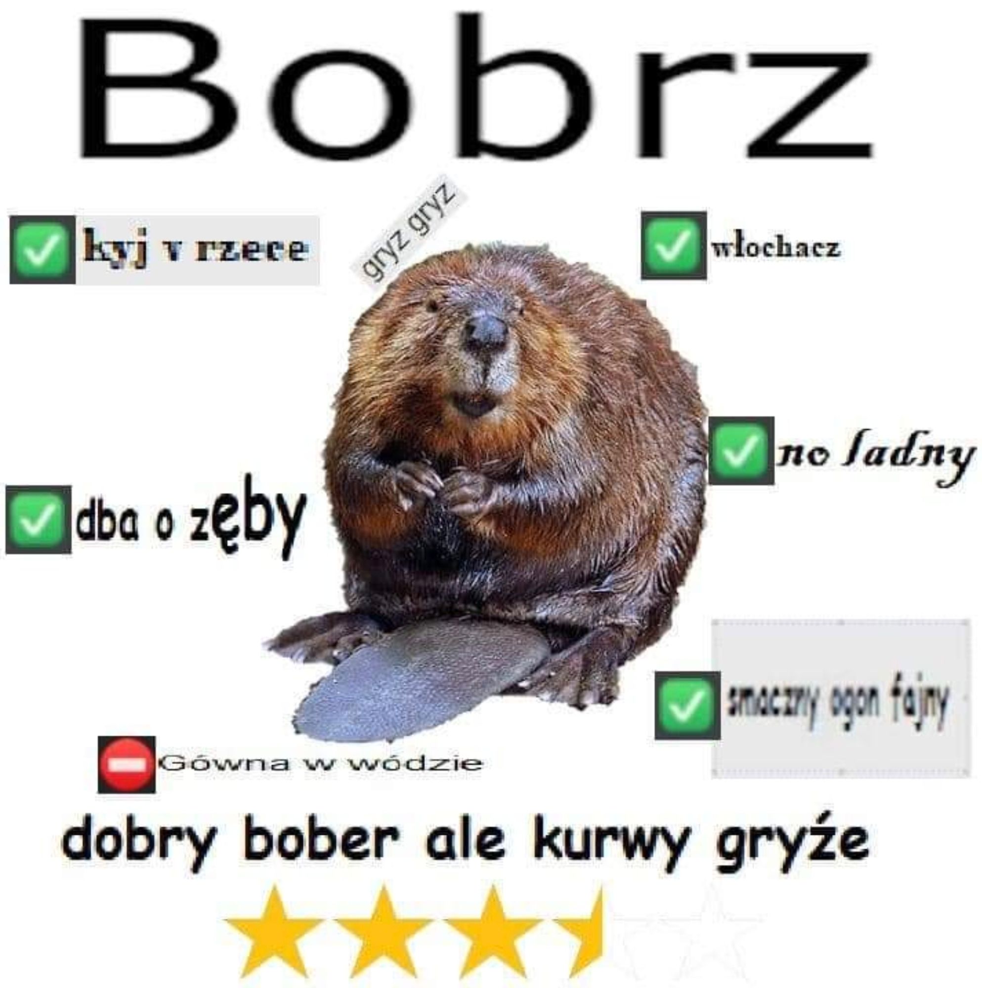 Picture of a beaver labeled bobr with a bunch of Polish descriptions of the beaver features