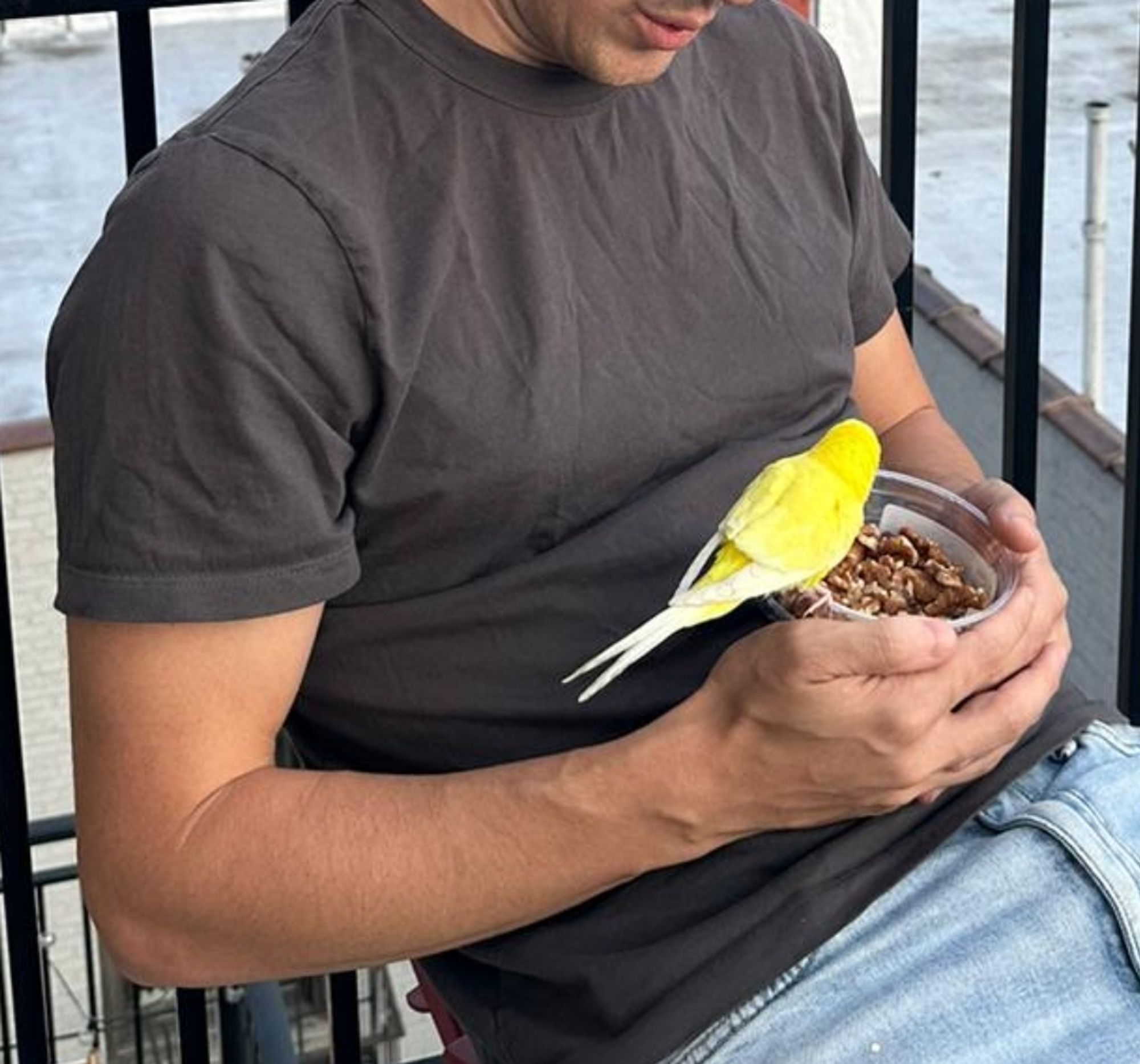 A man is holding a plastic container of granola or something. The parakeet is perched on the lip of the granola container and is pecking at it