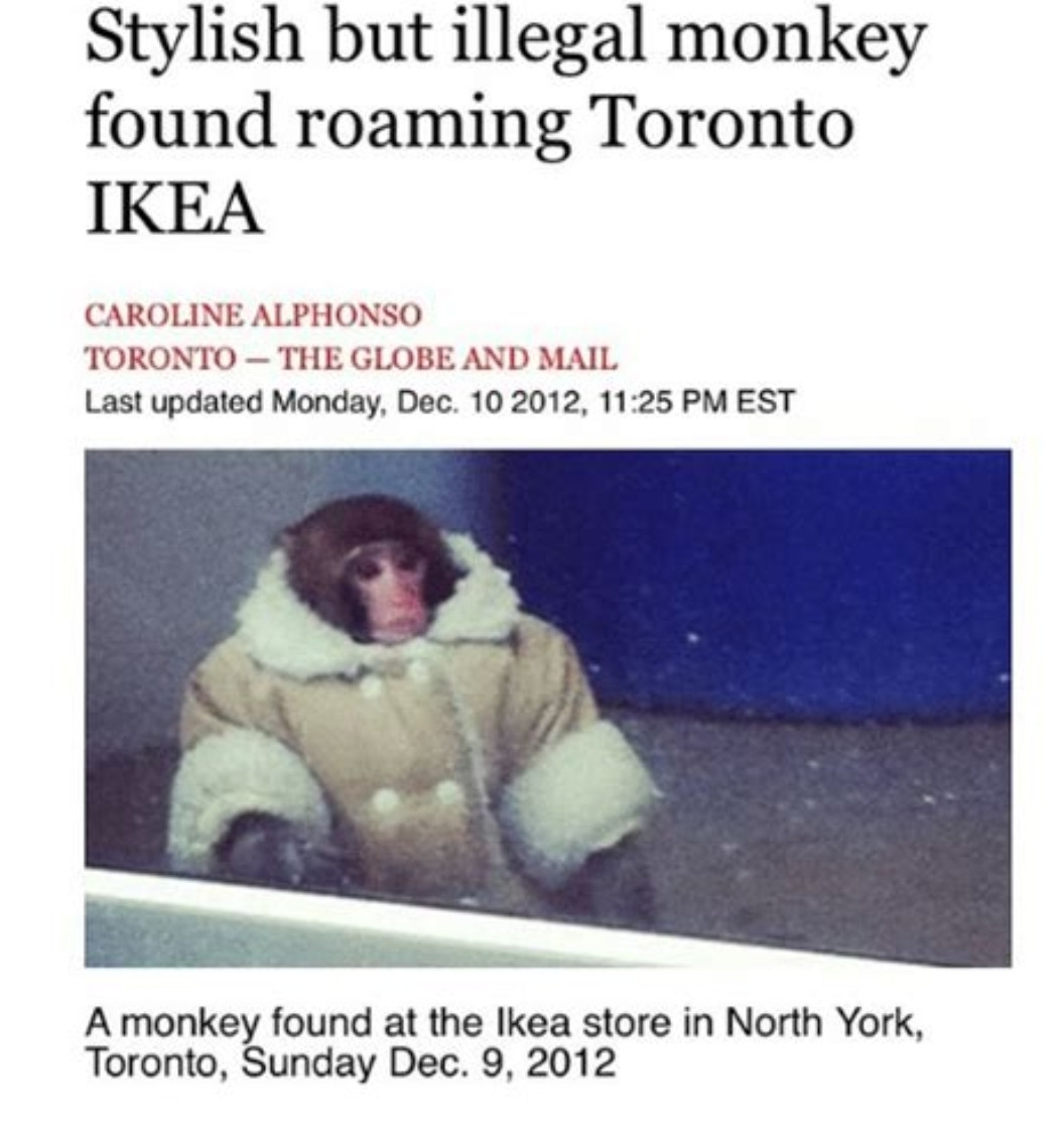 Stylish but illegal monkey found roaming IKEA
Photo of a small monkey in a tiny wool coat