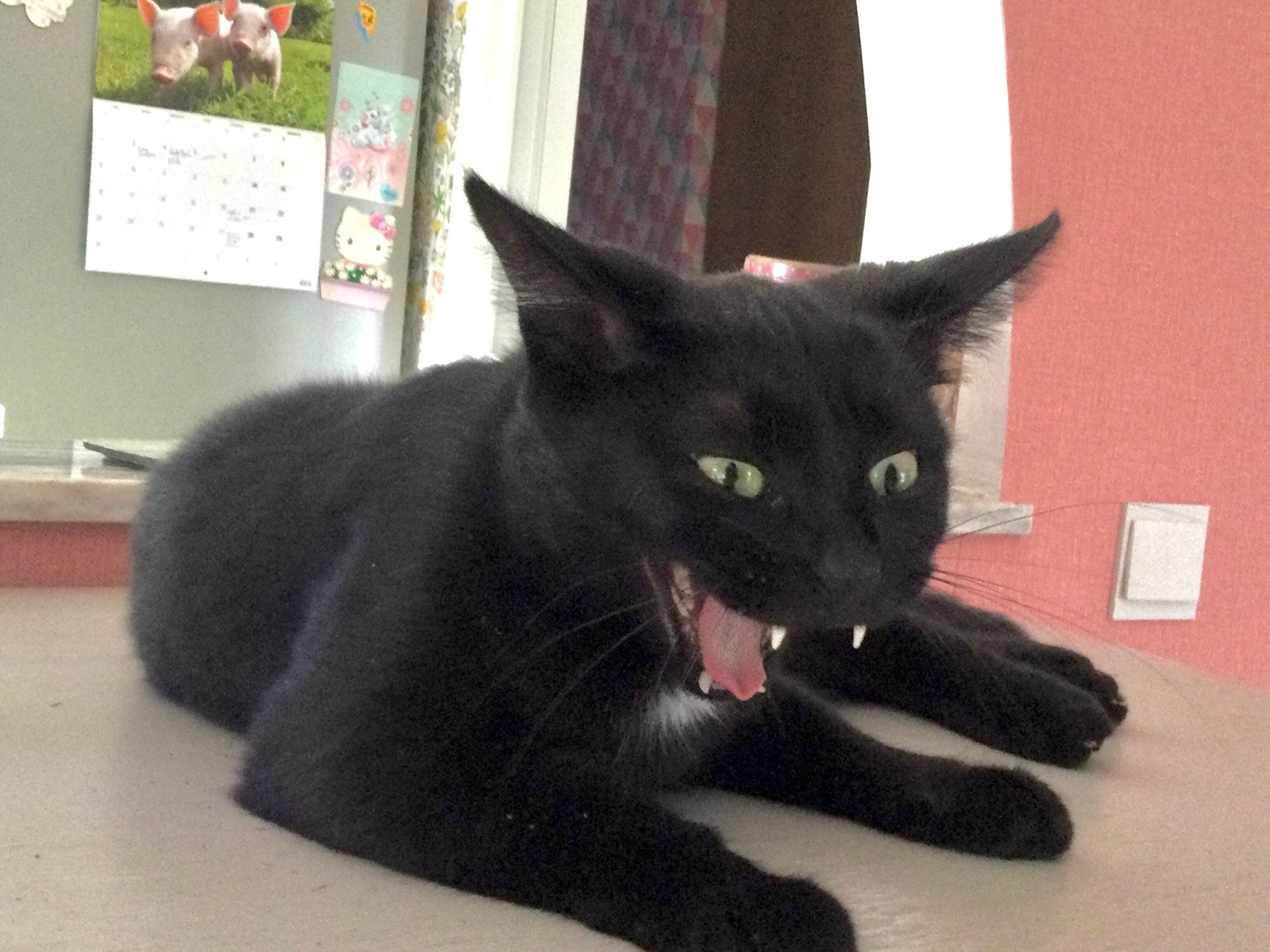 A pretty black cat yawning/laughing/yelling