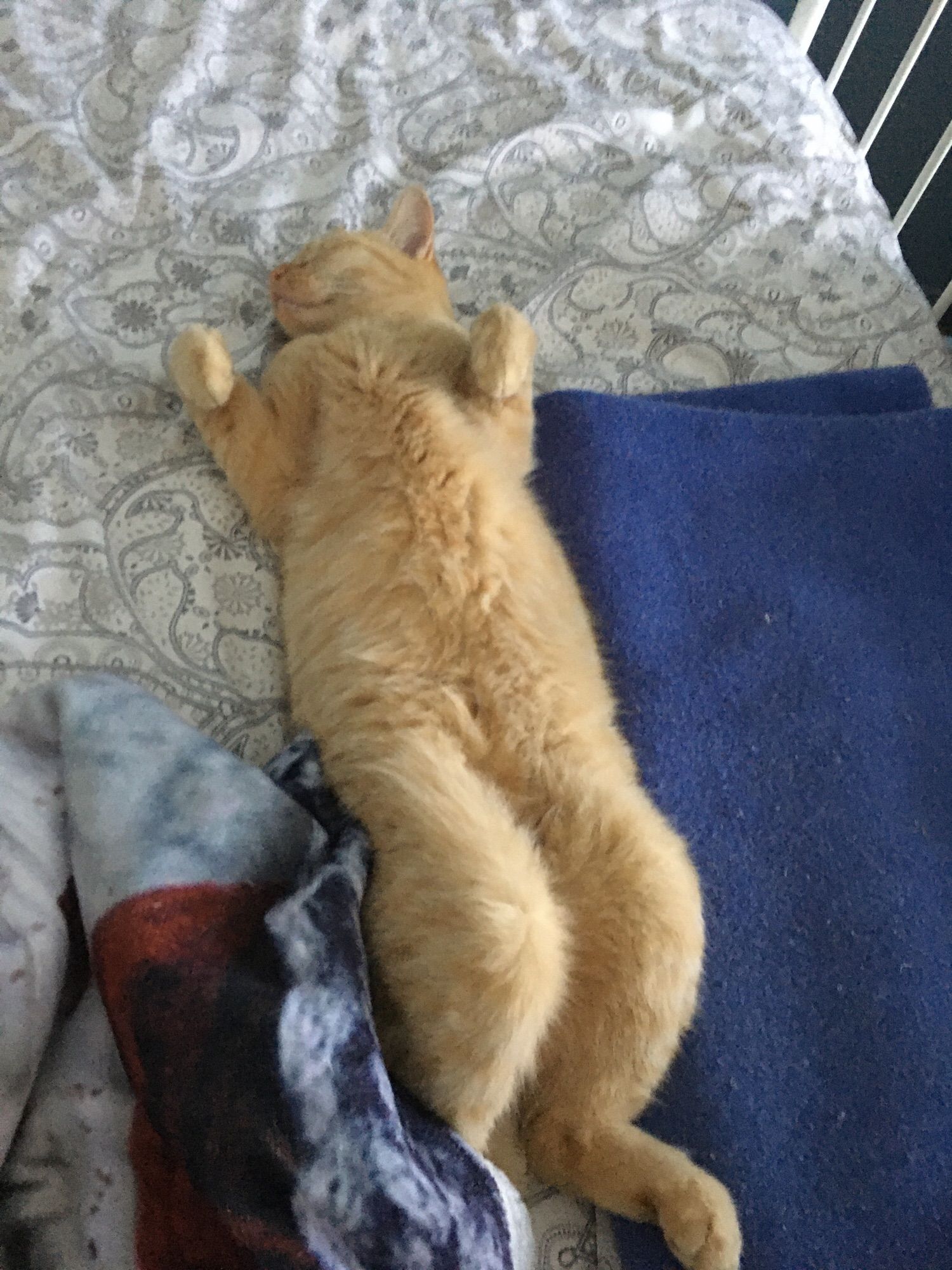 Un chat roux clair qui dort, très détendu, sur le dos sur un lit. Une de ses pattes arrières est sous une couverture