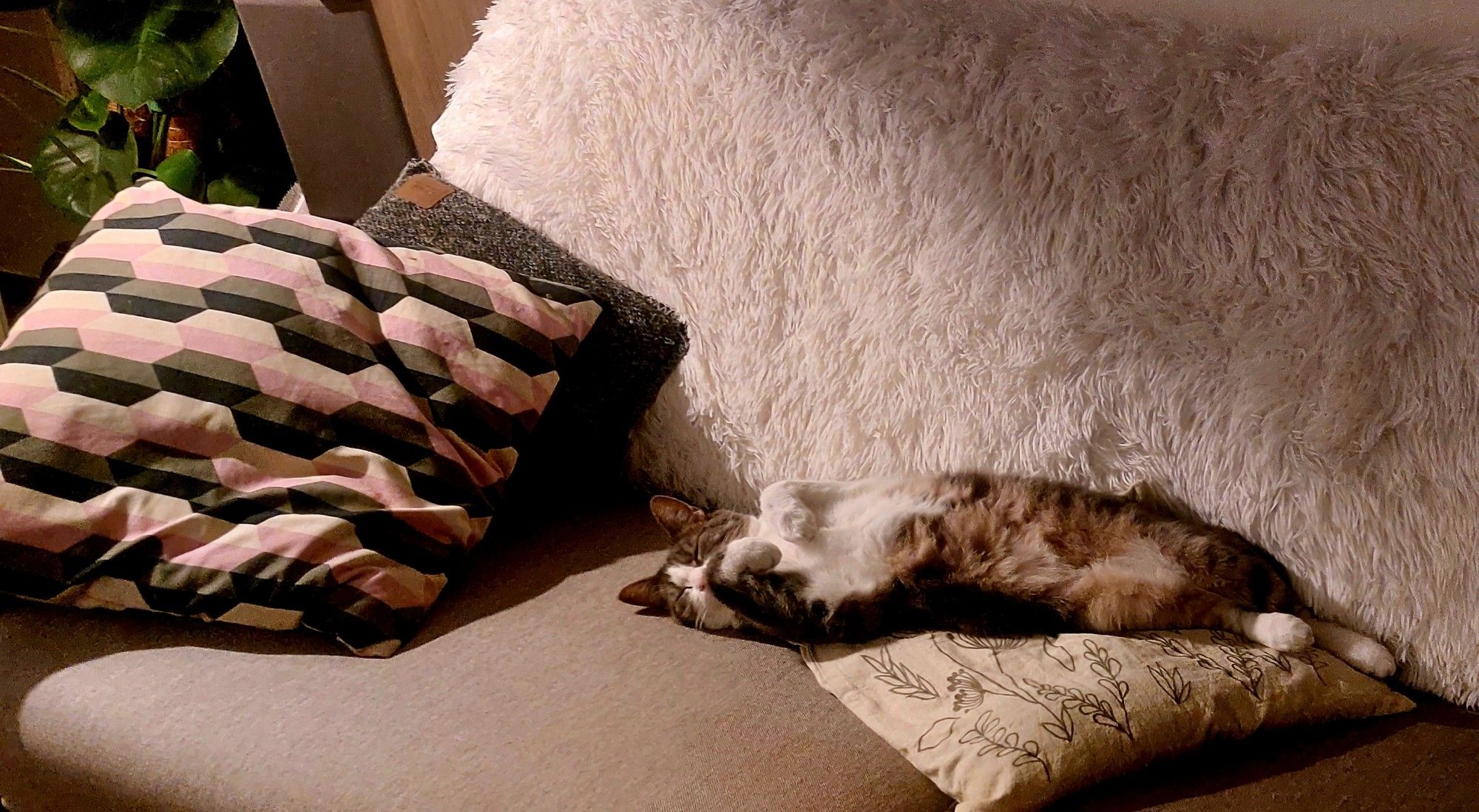 Chat endormi sur un canapé, le bidou à l'air.