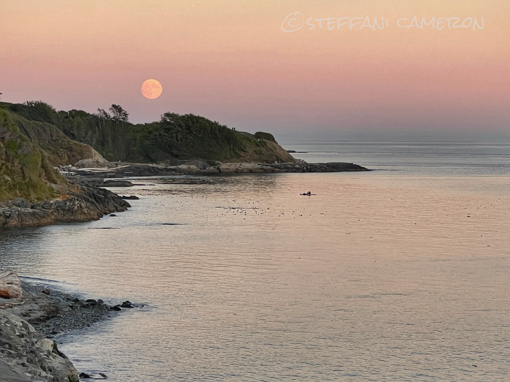 A hazy dusty rose sunset over a glassy blue-pink Salish Sea and a bright pink full moon just cresting over a cliff point and rugged coast on the sea