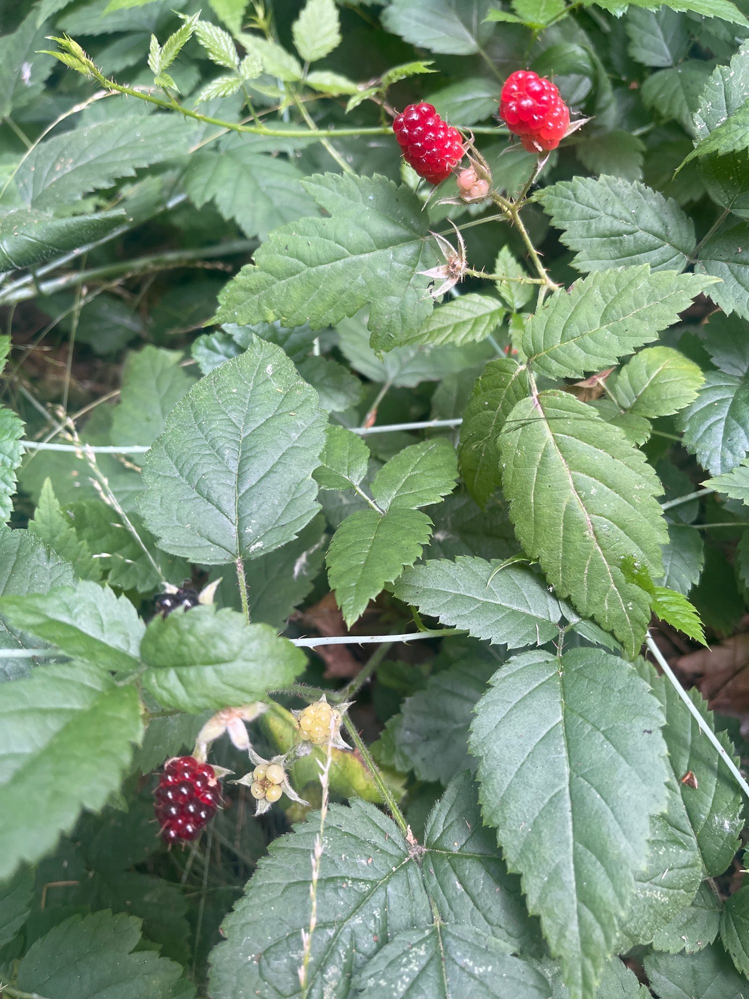 Mystery berries