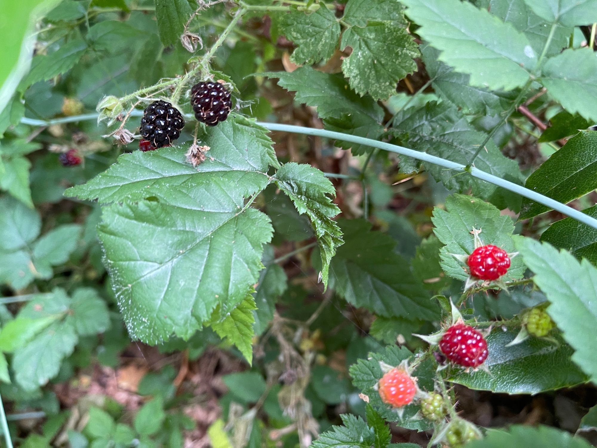 Mystery berries