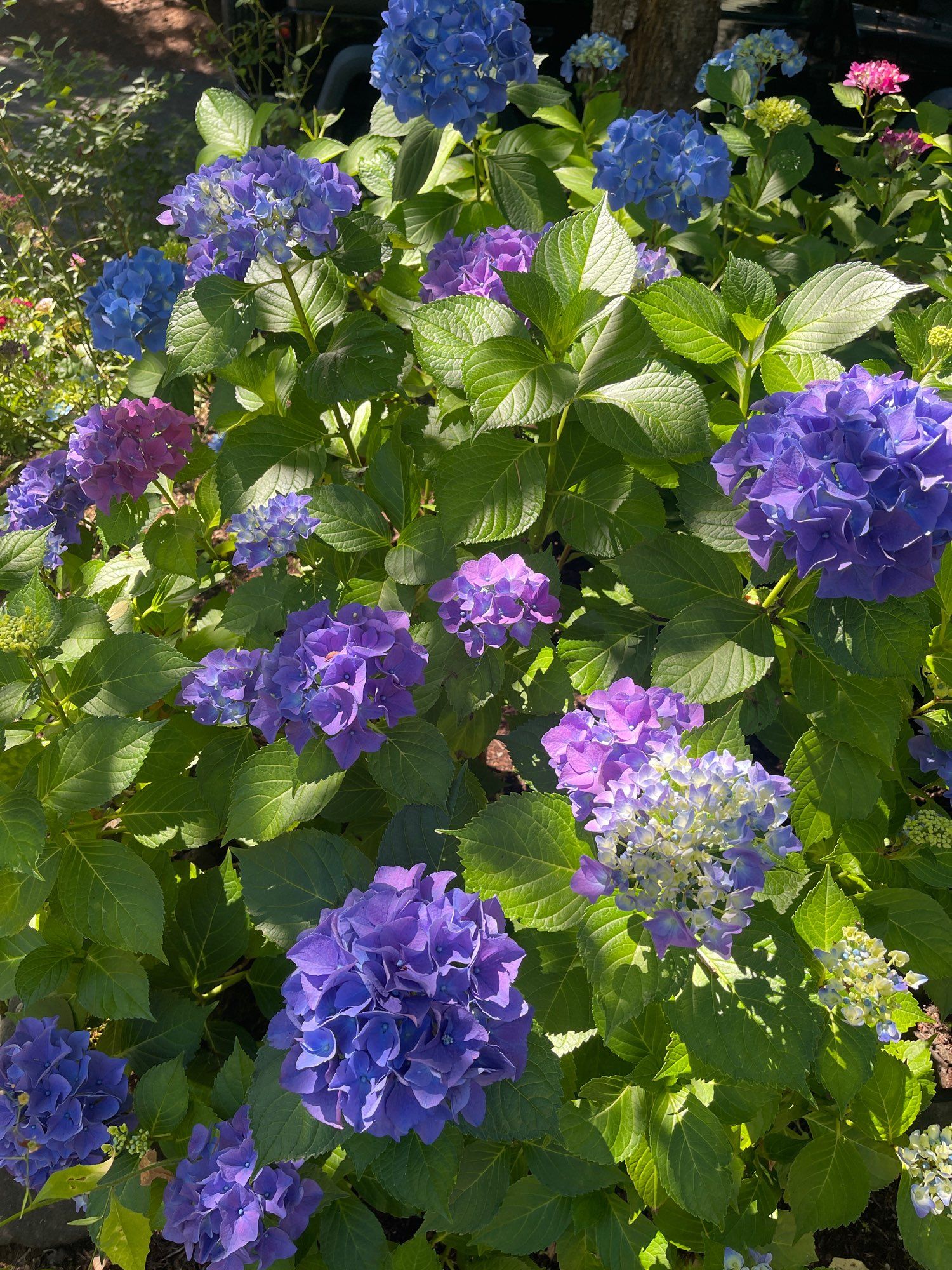 Purple hydrangea blooms