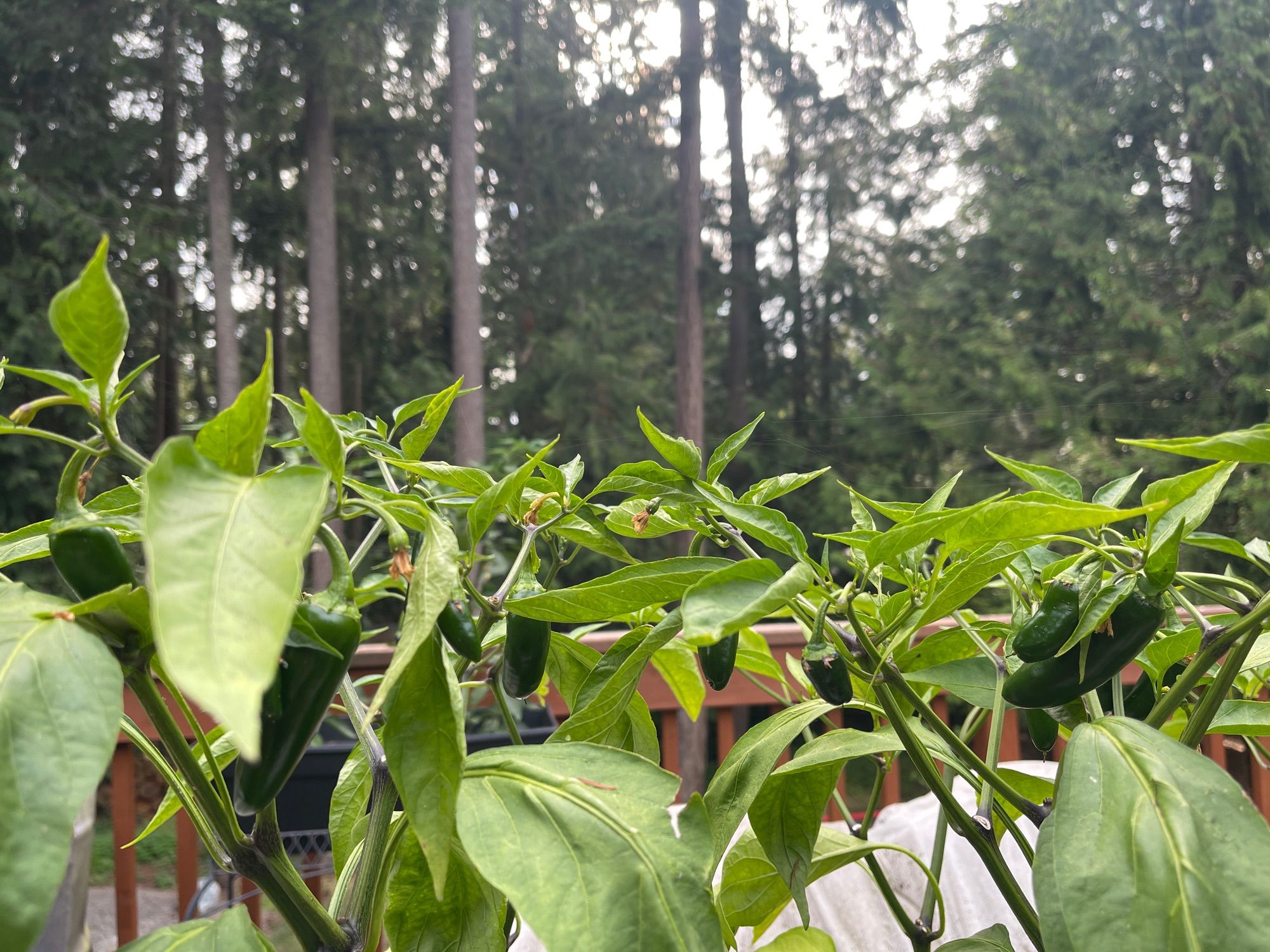 Jalapeño plants