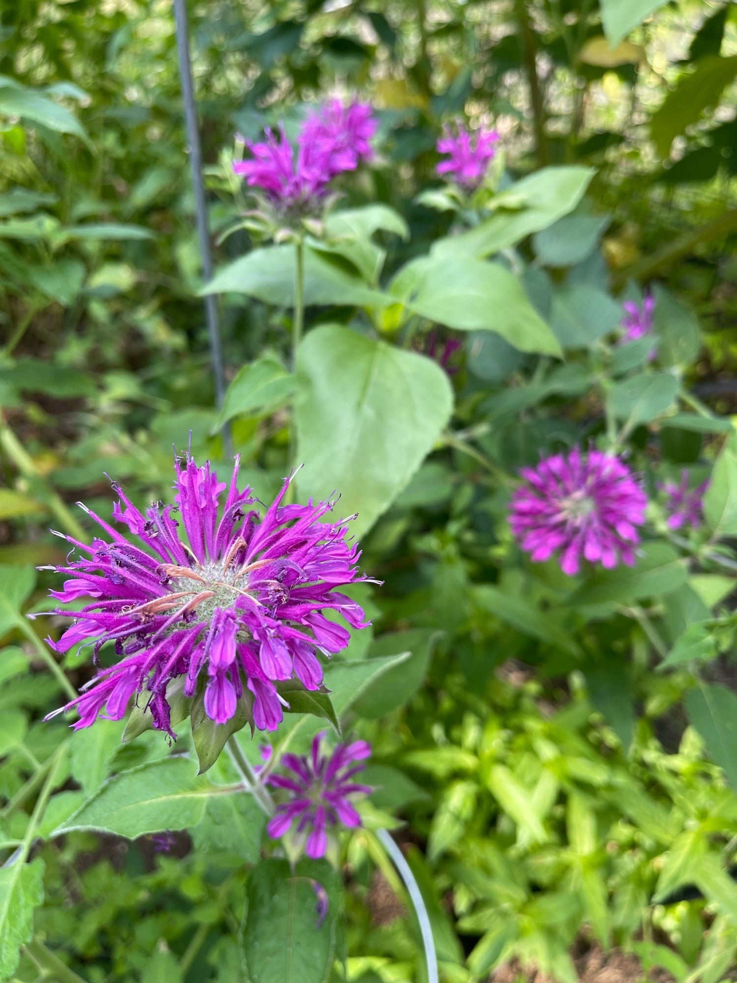 Bee balm