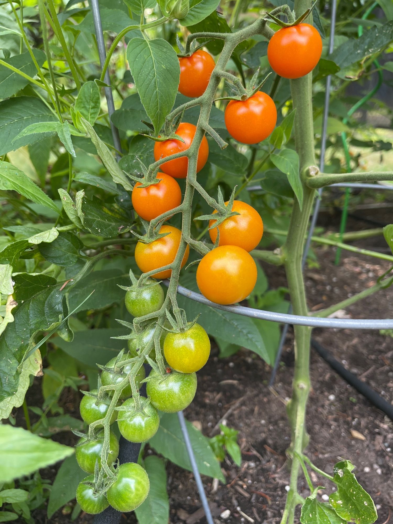 String of cherry tomatoes on the vine