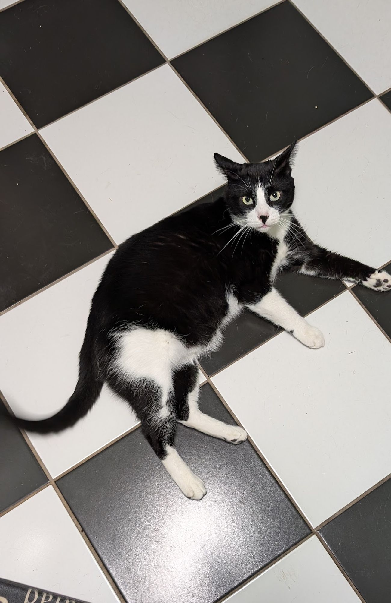 A "tuxedo" cat, on a black and white checker tile floor, starring up towards the camera.