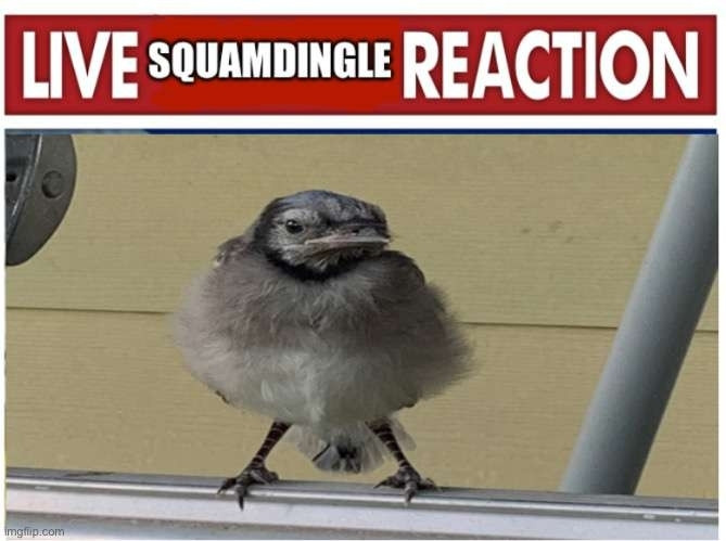 Picture of a bird with text that reads "live squamdingle reaction"