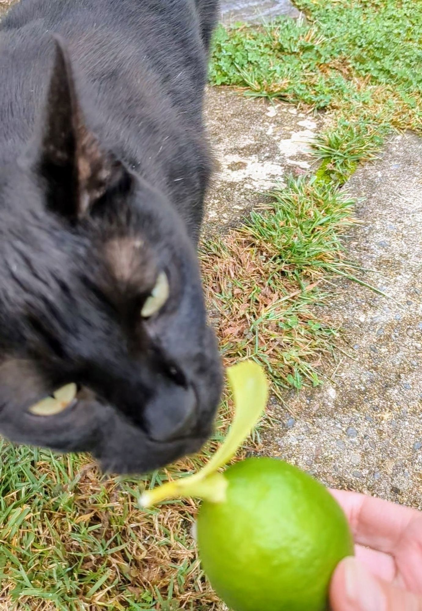 Un chat noir regarde d'un air blasé un petit citron vert.